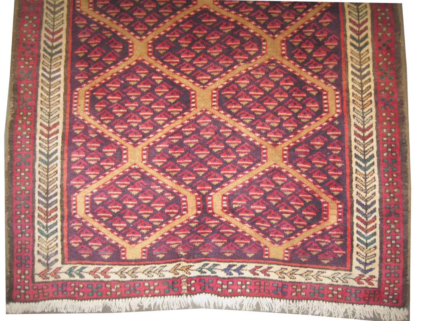 Meshgin Persian - Image 3