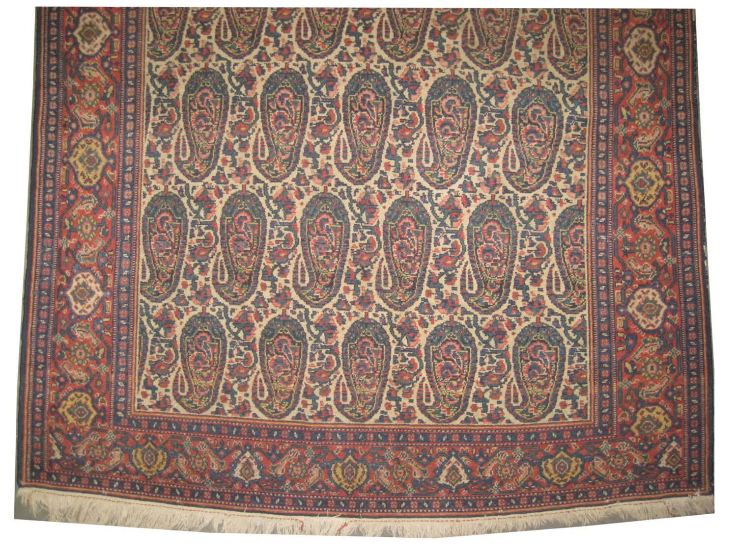 Senneh Persian - Image 3