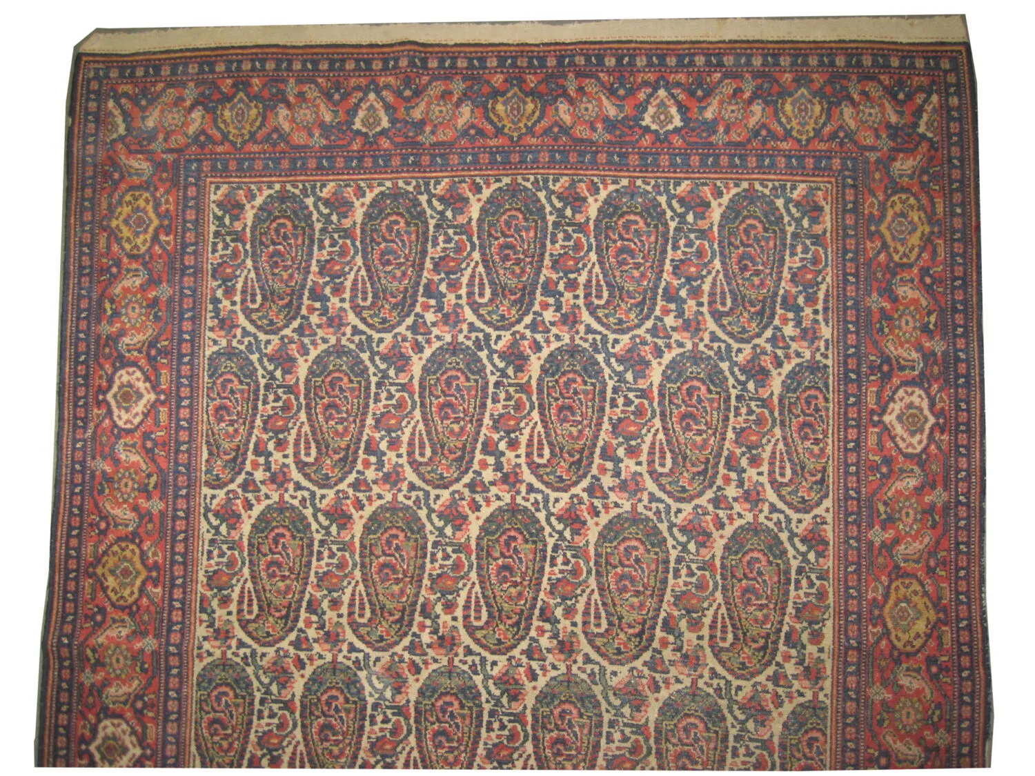 Senneh Persian - Image 2
