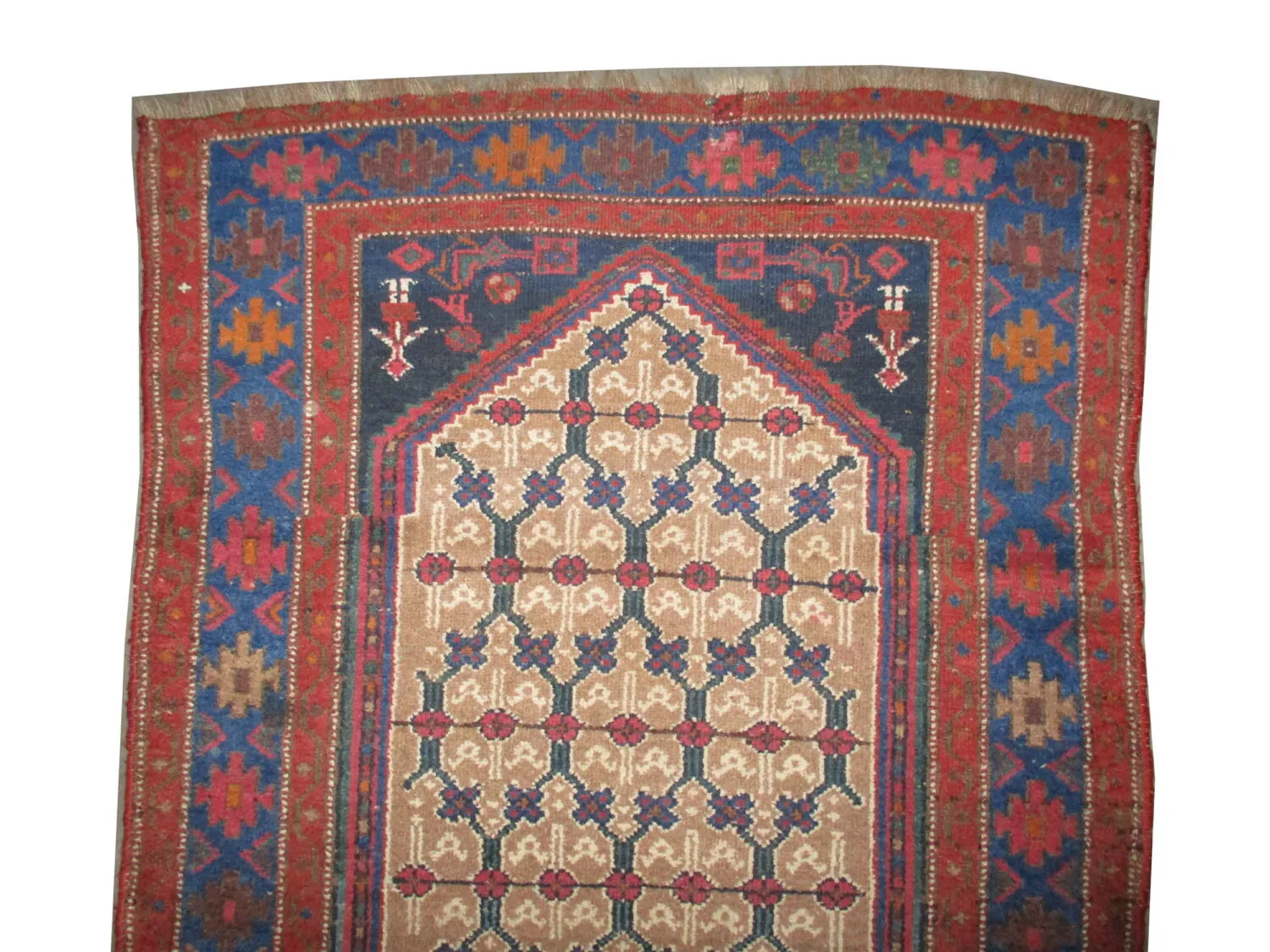 Louri Persian - Image 3