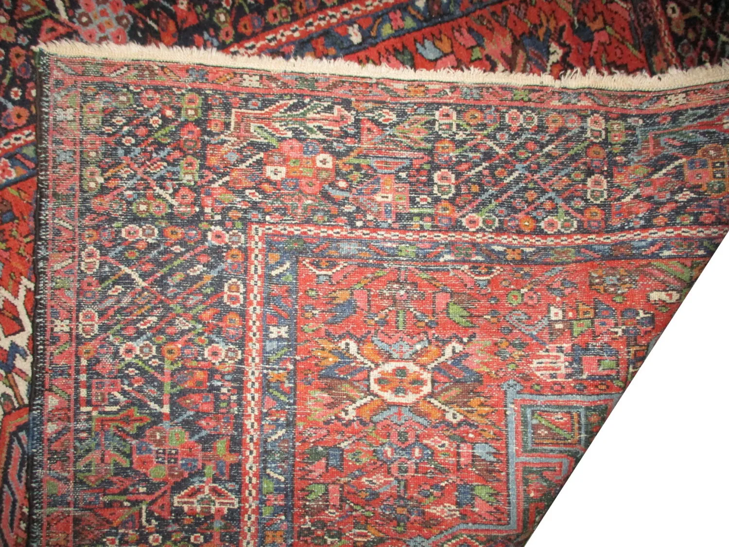 Karadja Persian - Image 4