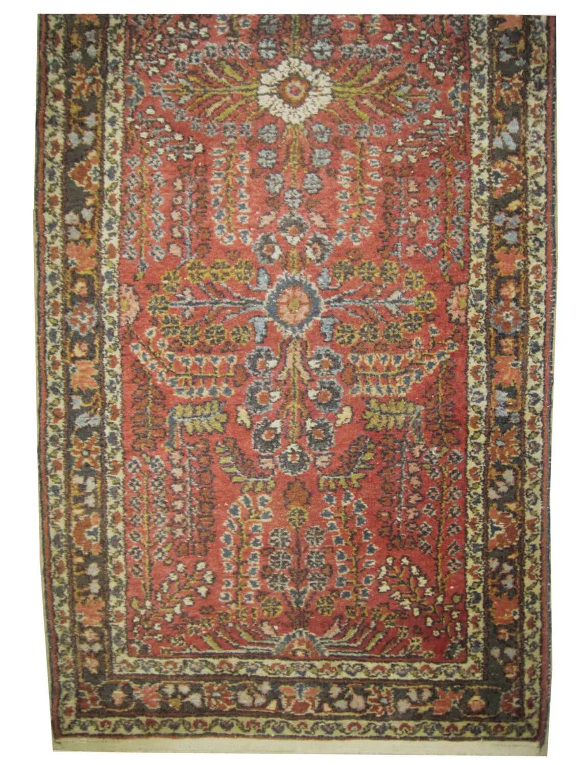 Lilihan Persian - Image 2