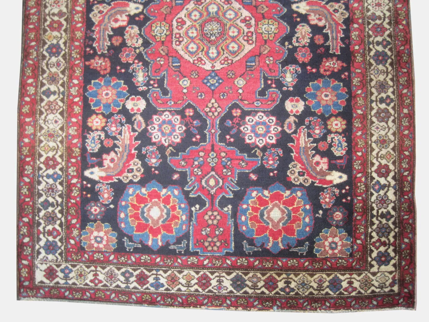 Malaier Persian - Image 3