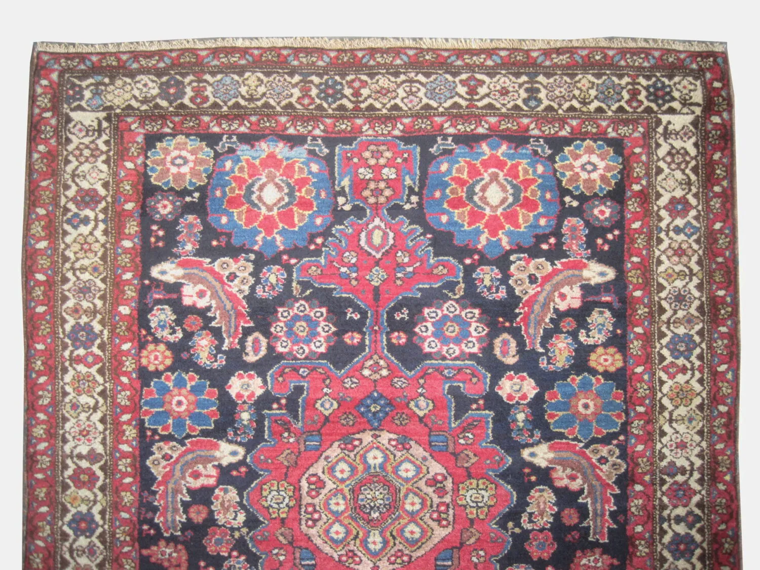 Malaier Persian - Image 2