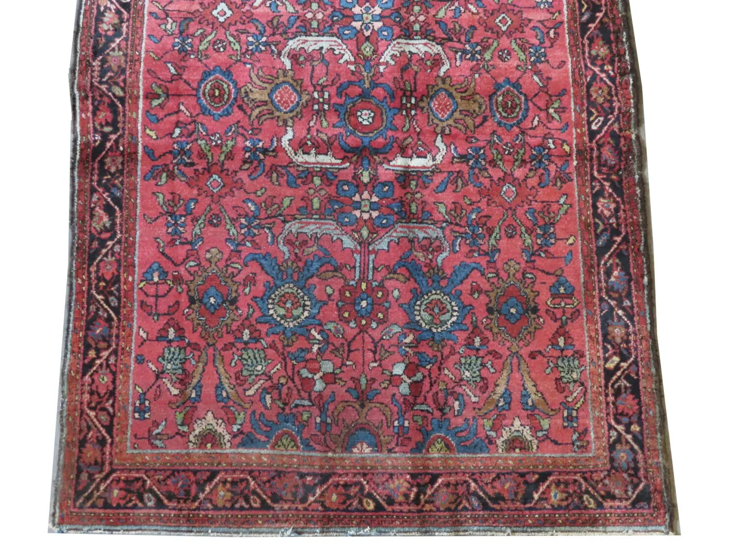 Enjilaz Persian - Image 3
