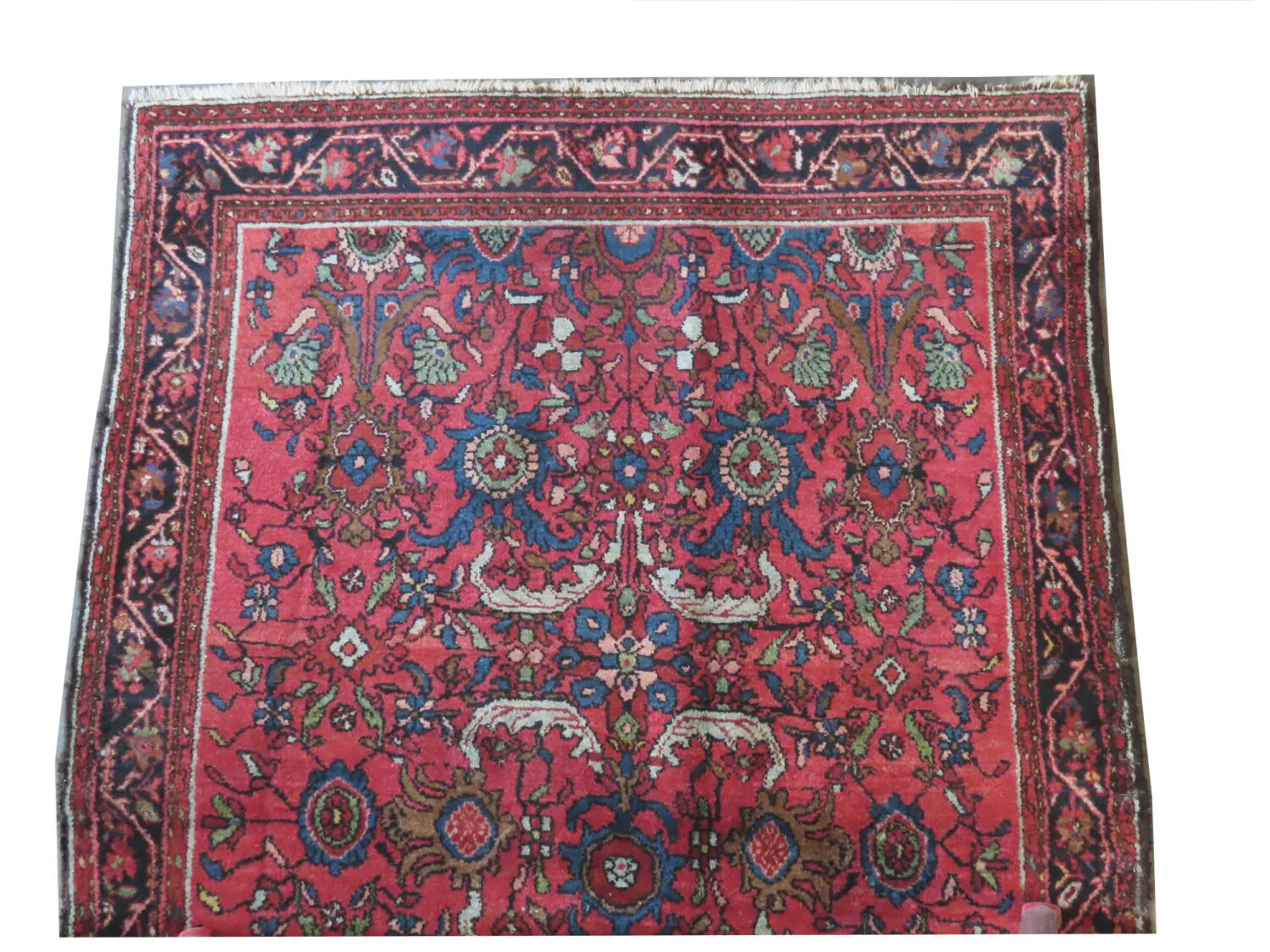 Enjilaz Persian - Image 2