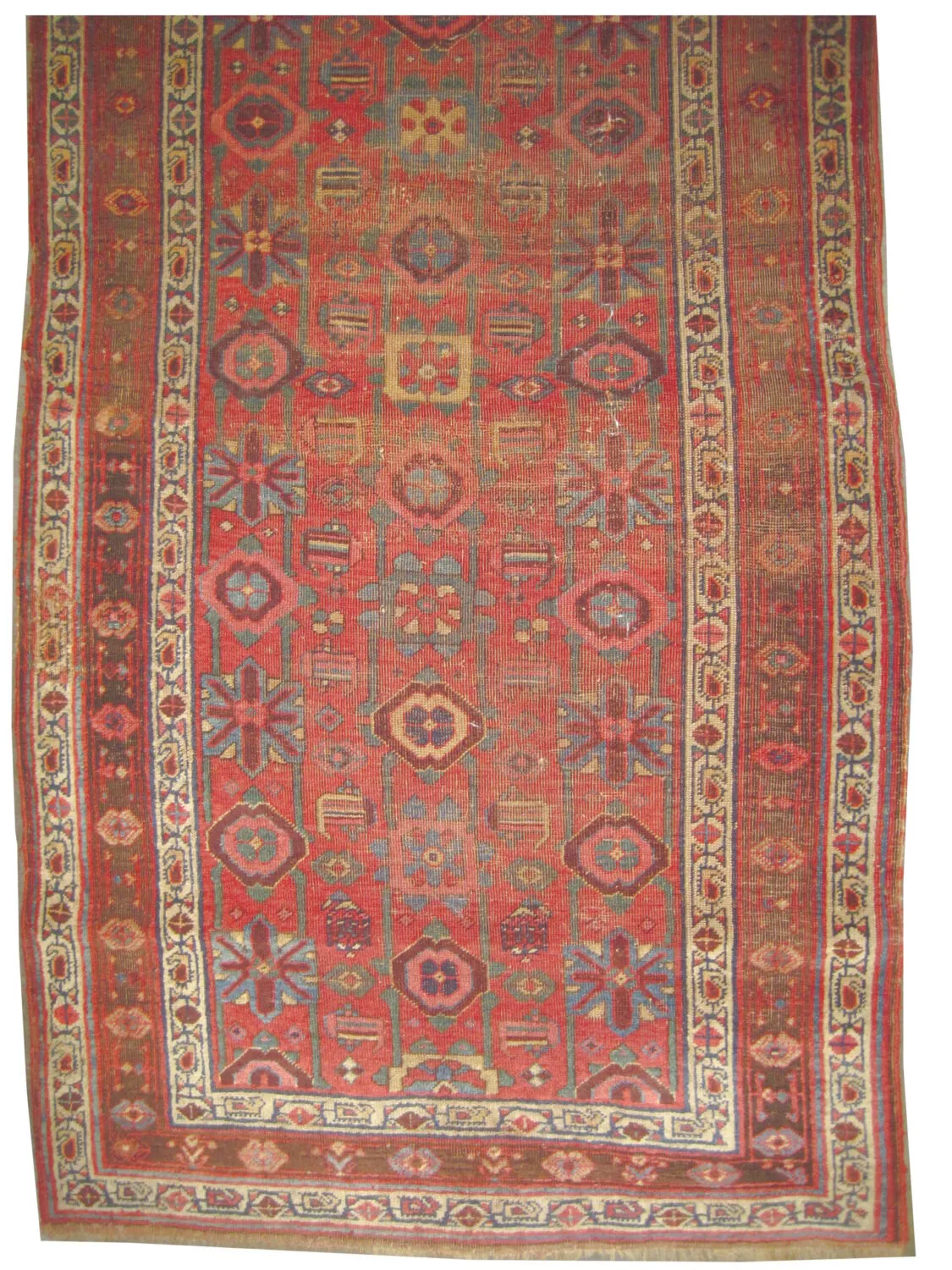 Veramin Persian - Image 3