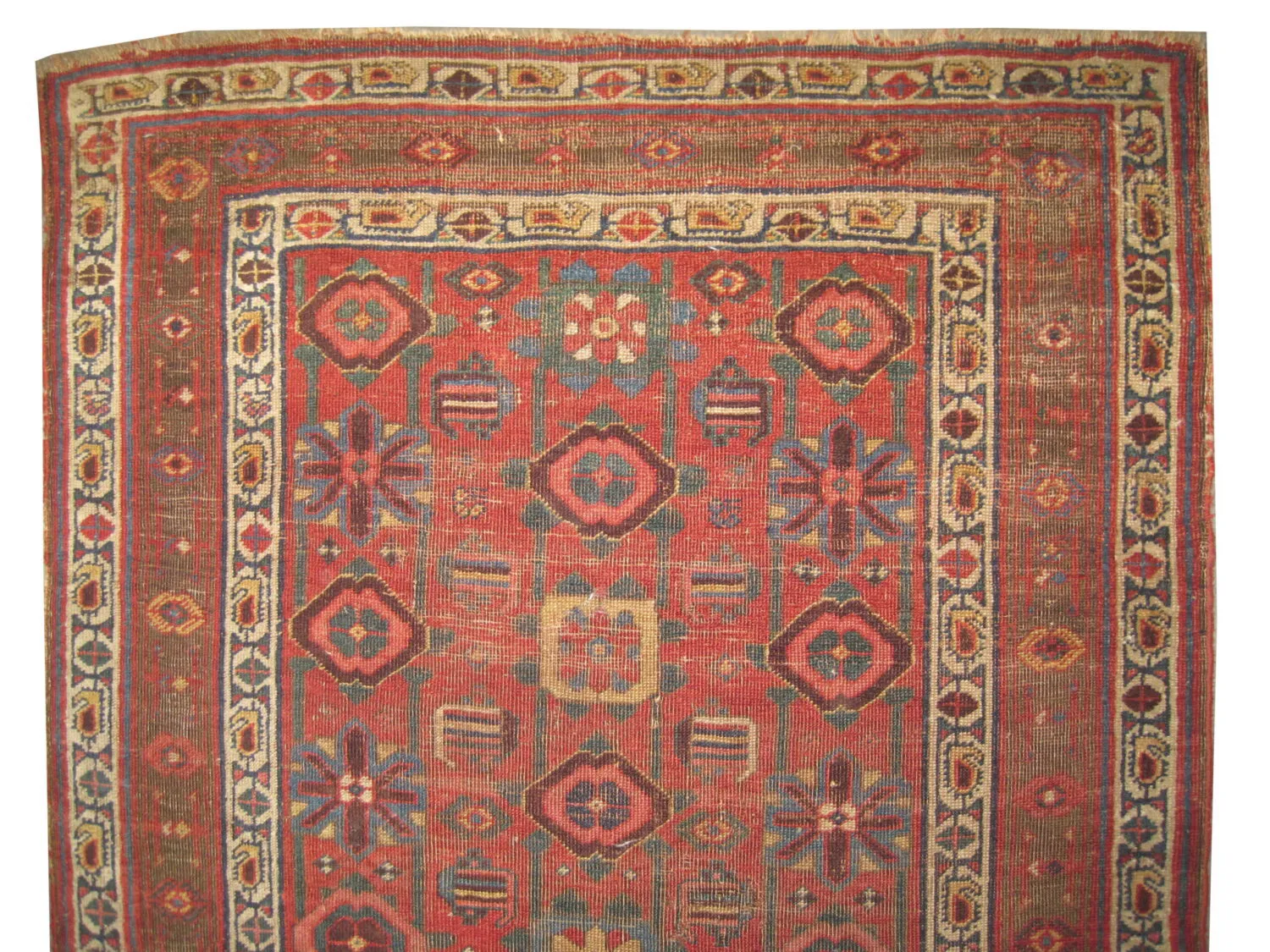 Veramin Persian - Image 2