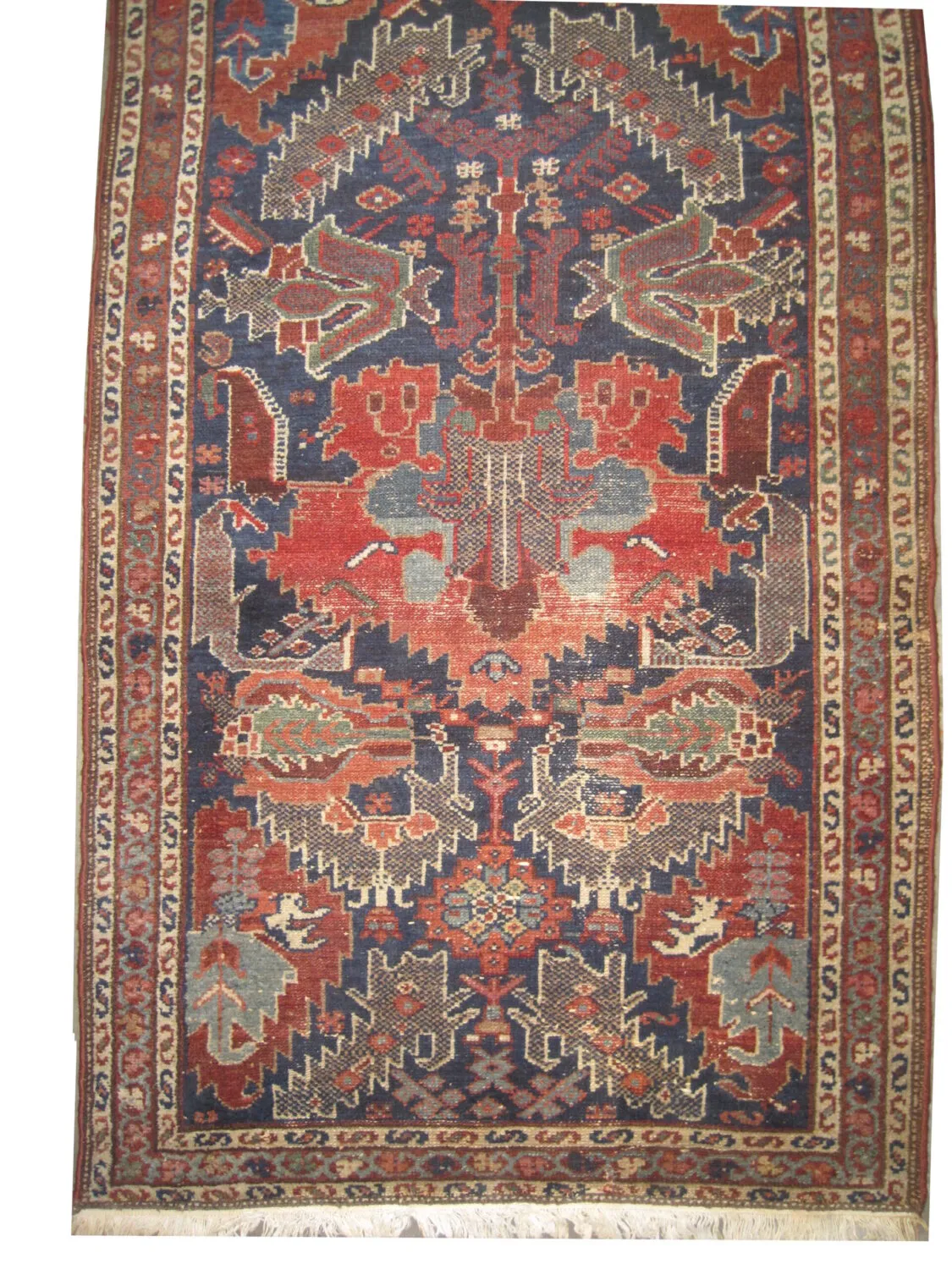 Malaier Persian - Image 3
