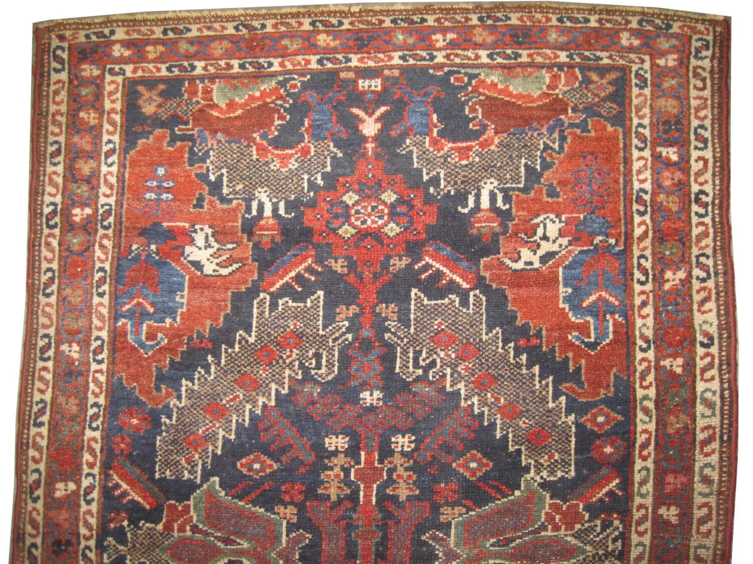Malaier Persian - Image 2