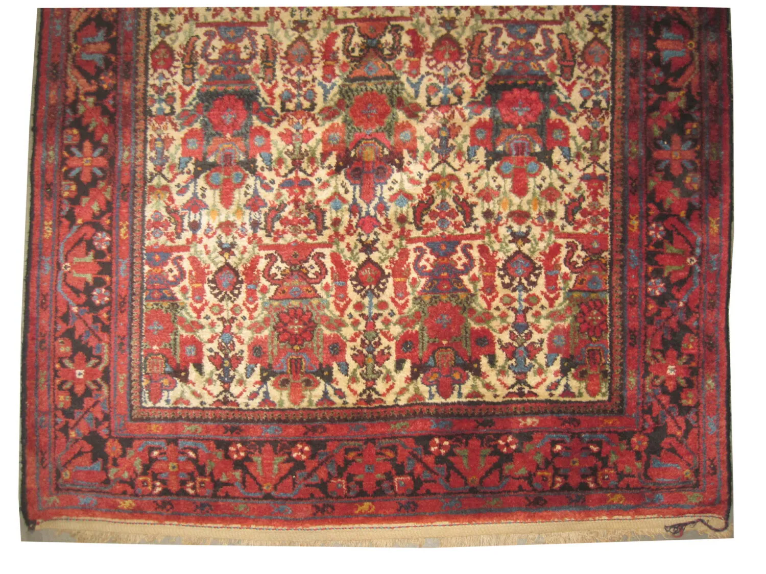 Malaier Persian - Image 3