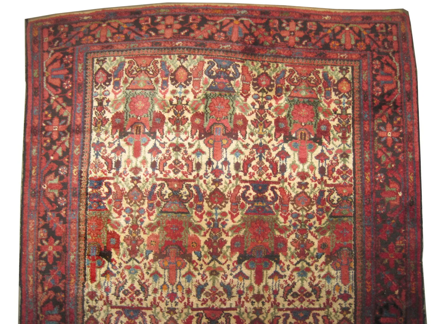 Malaier Persian - Image 2