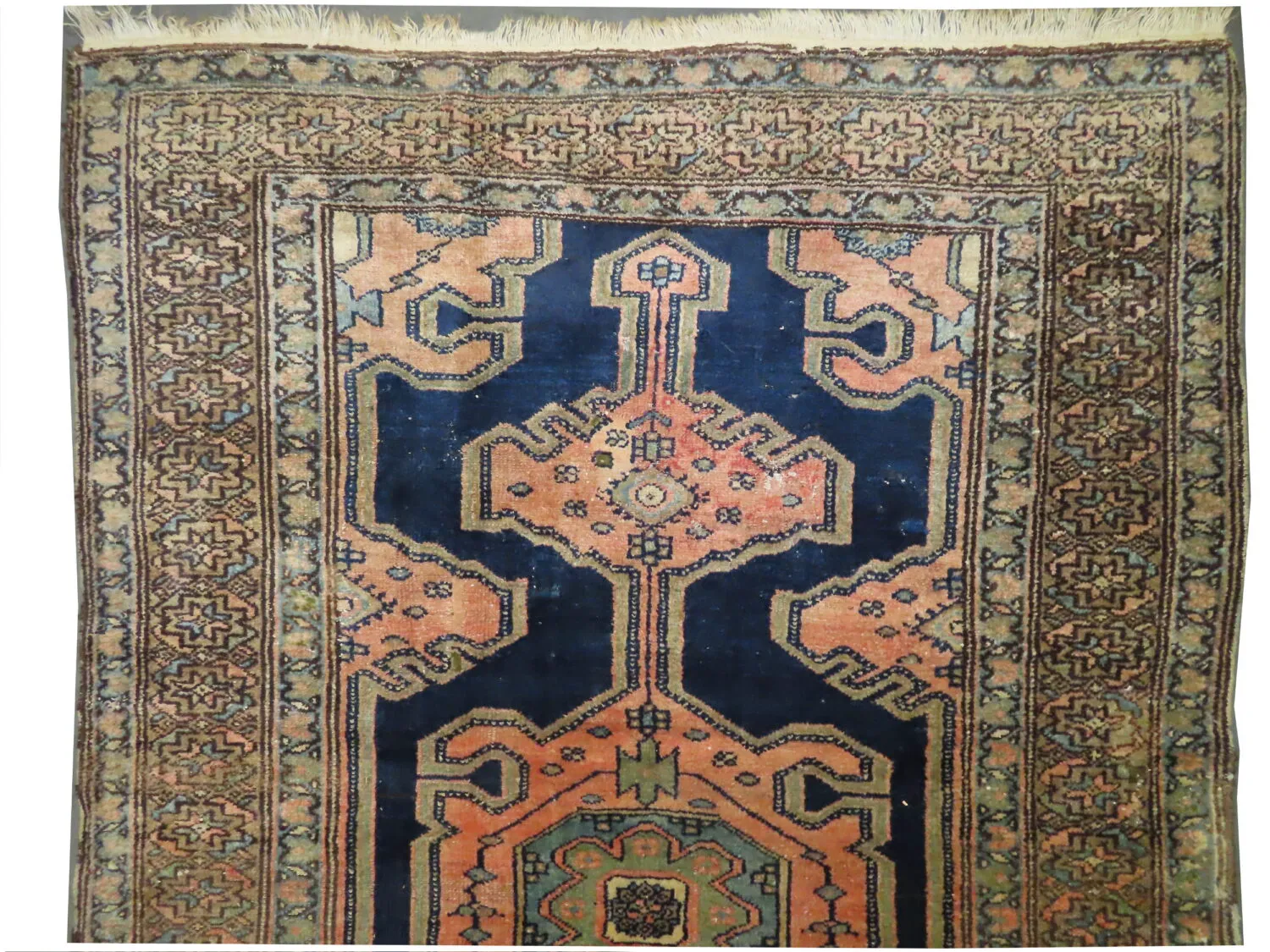 Malaier Persian - Image 2