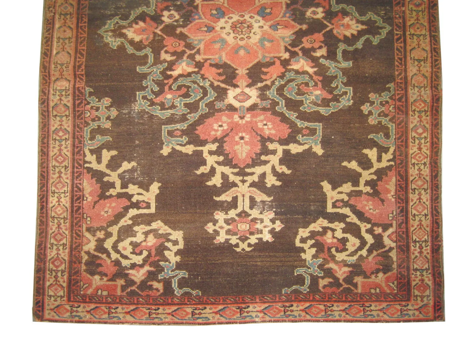 Malaier Persian - Image 4