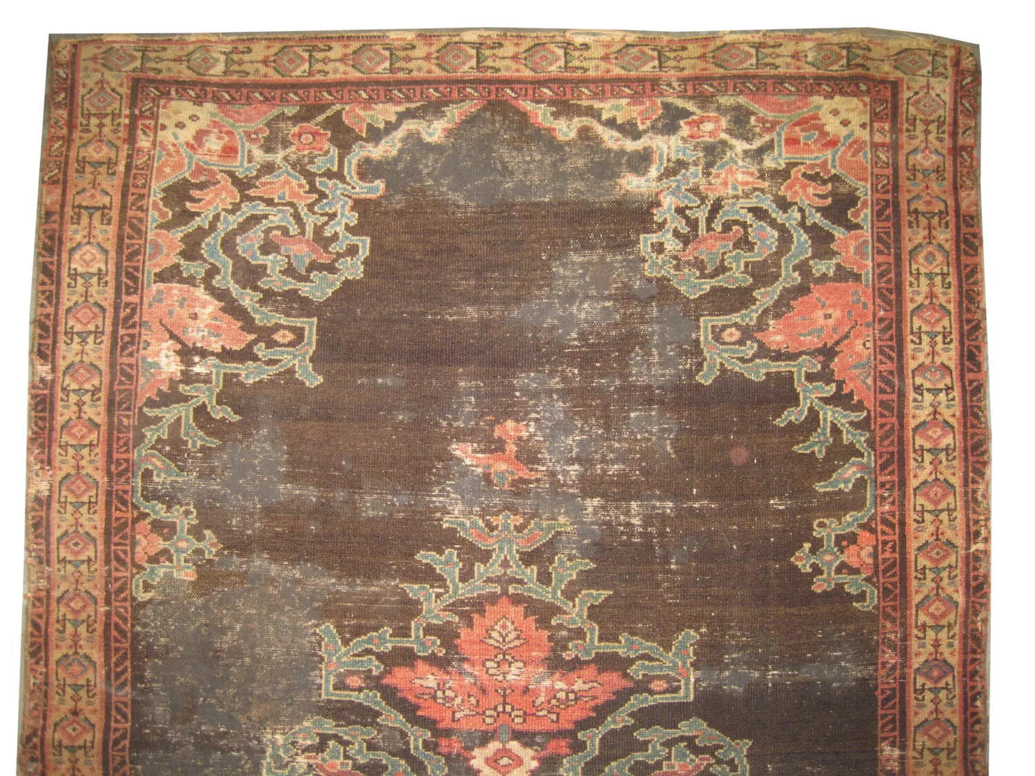 Malaier Persian - Image 3