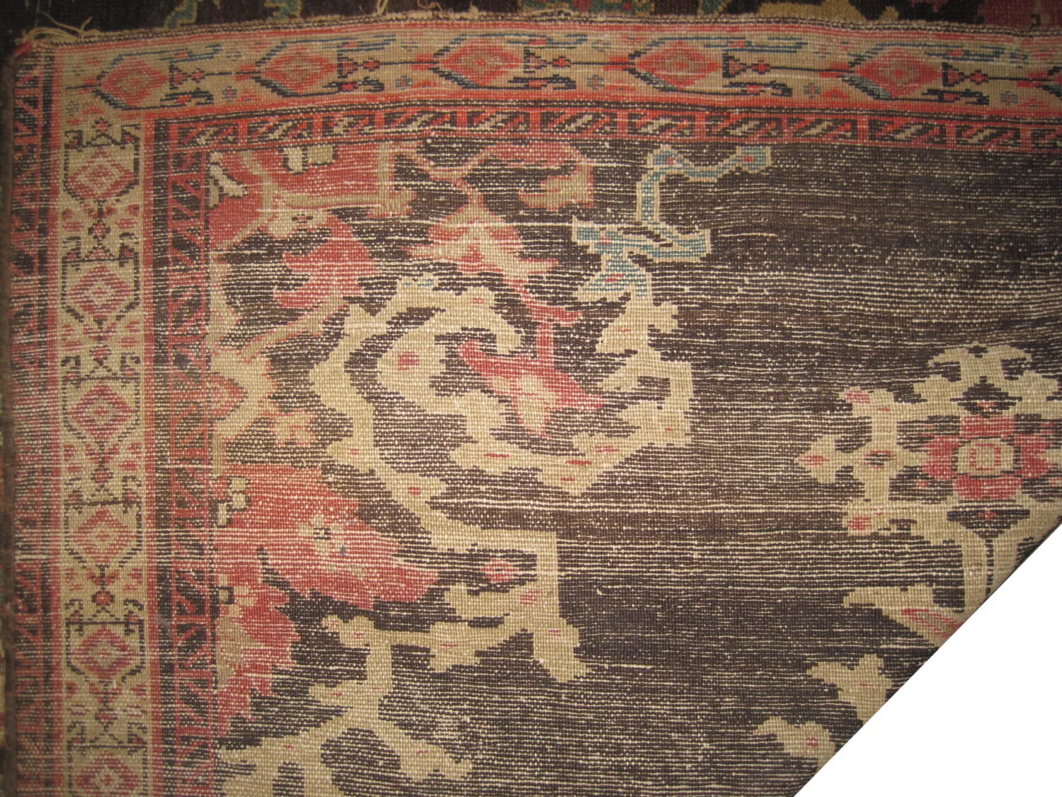 Malaier Persian - Image 2