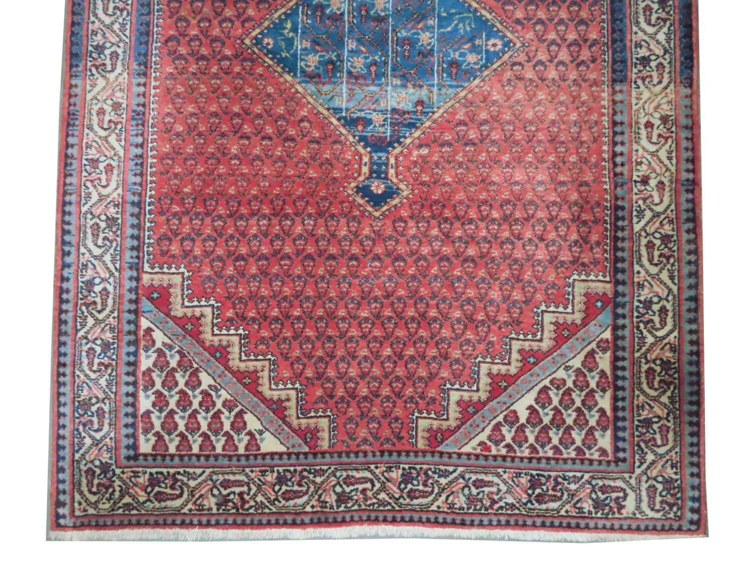 Seraband Persian - Image 3