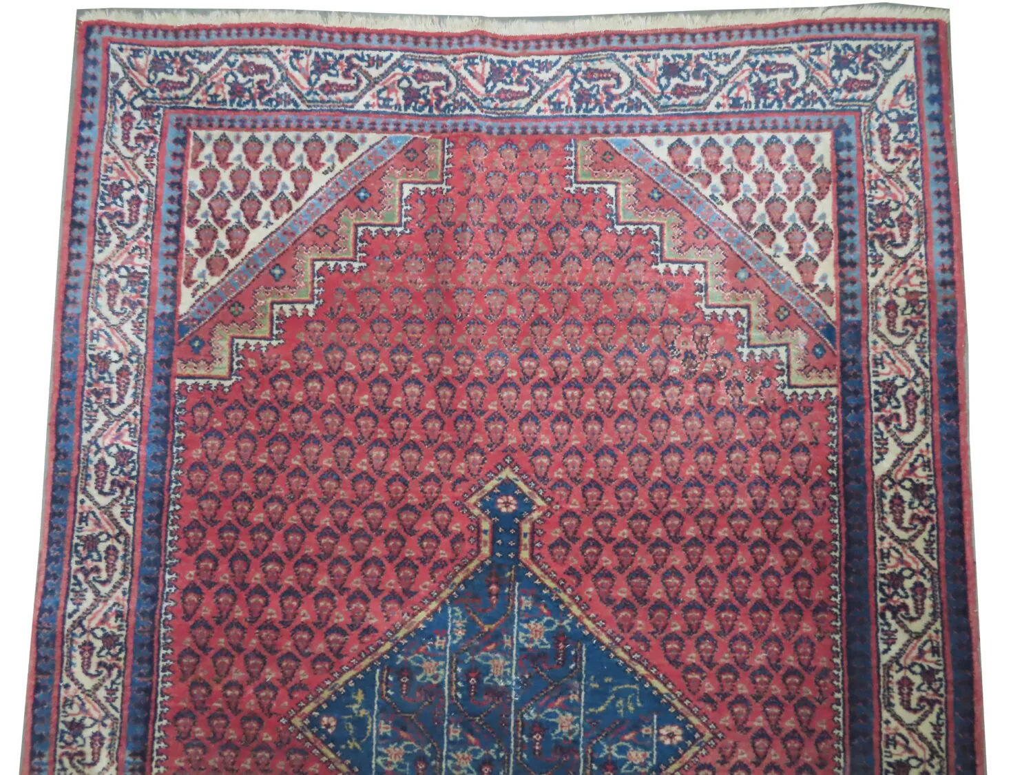 Seraband Persian - Image 2