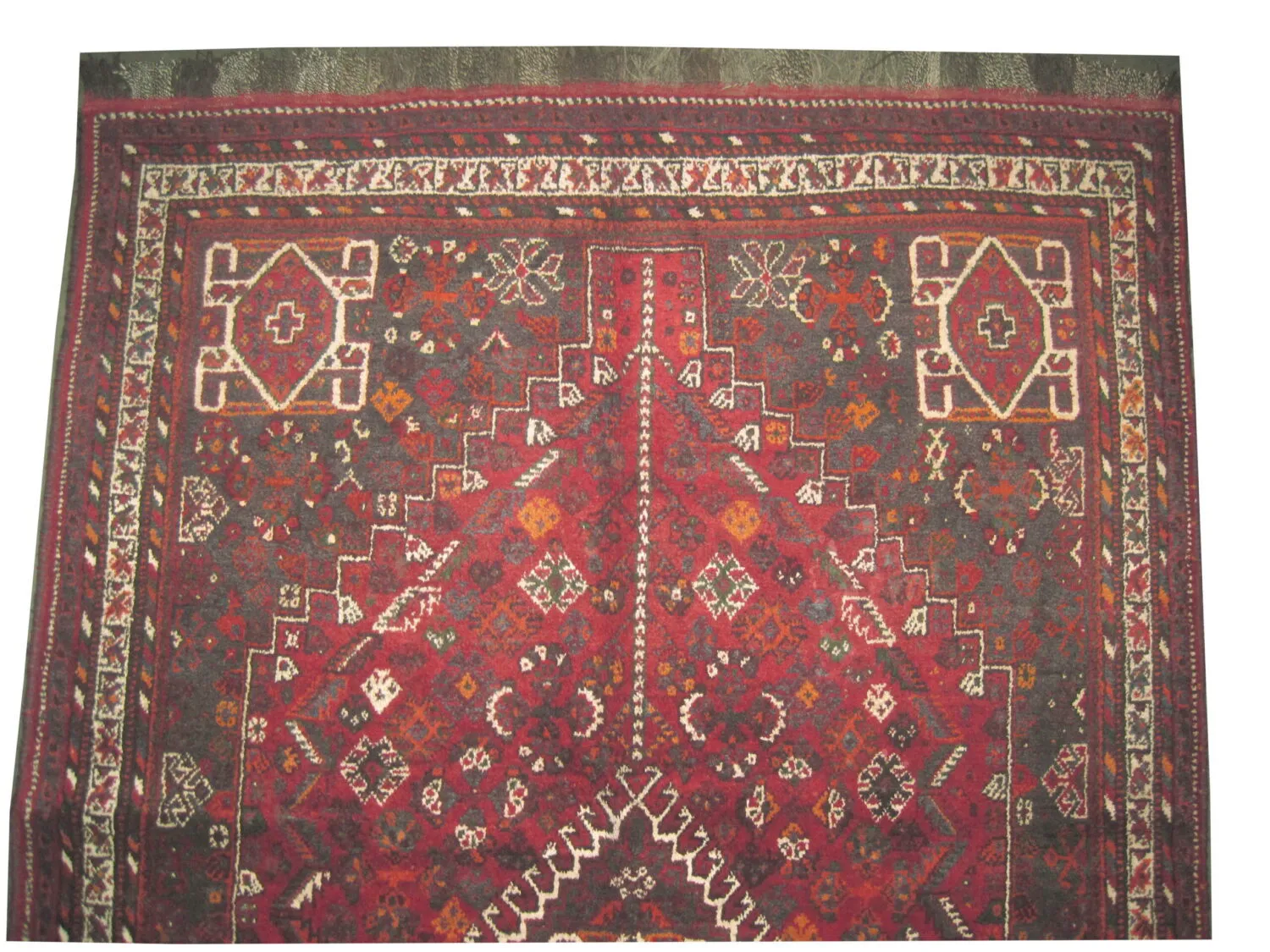Shiraz Persian - Image 2