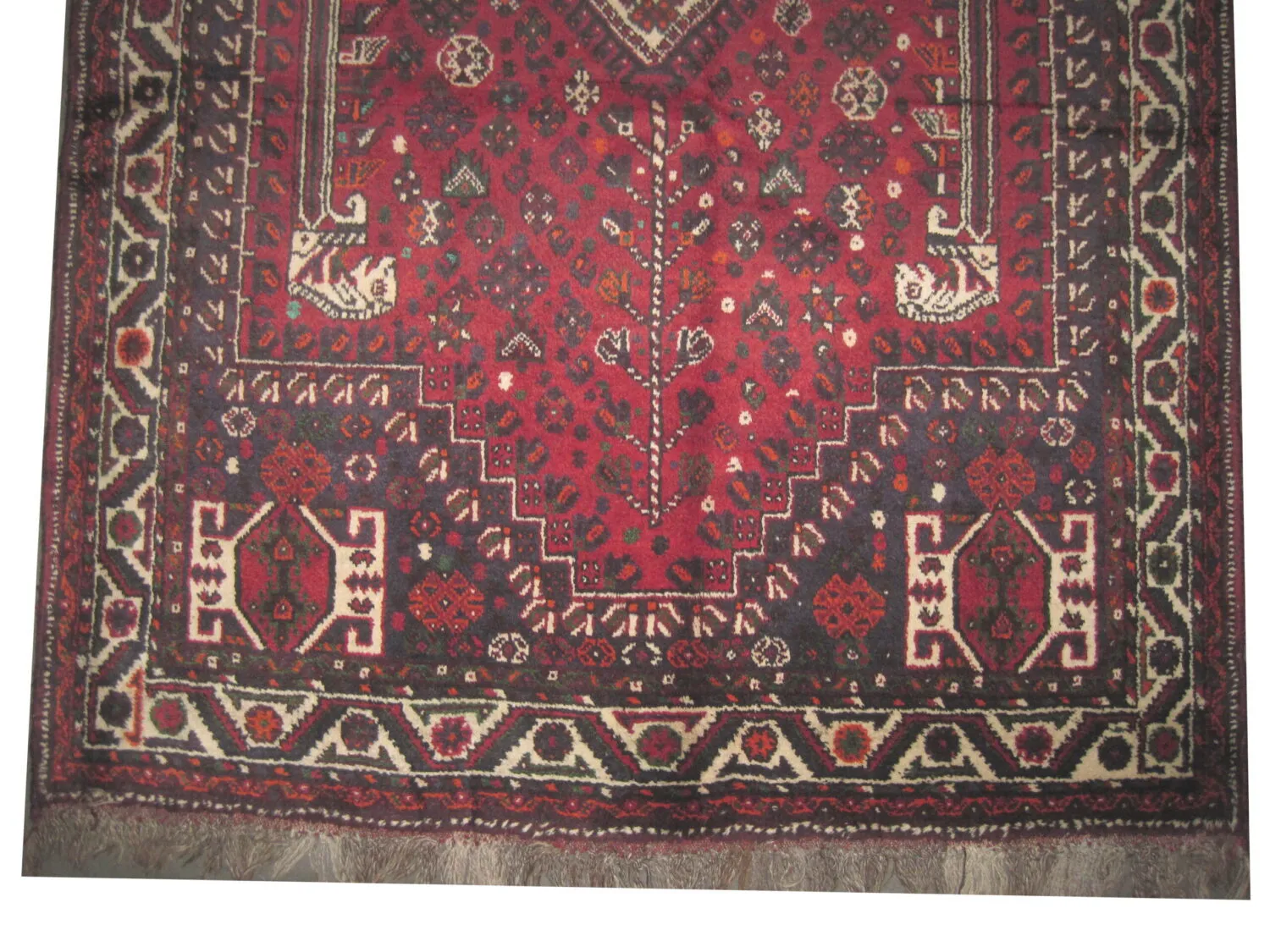 Shiraz Persian - Image 3