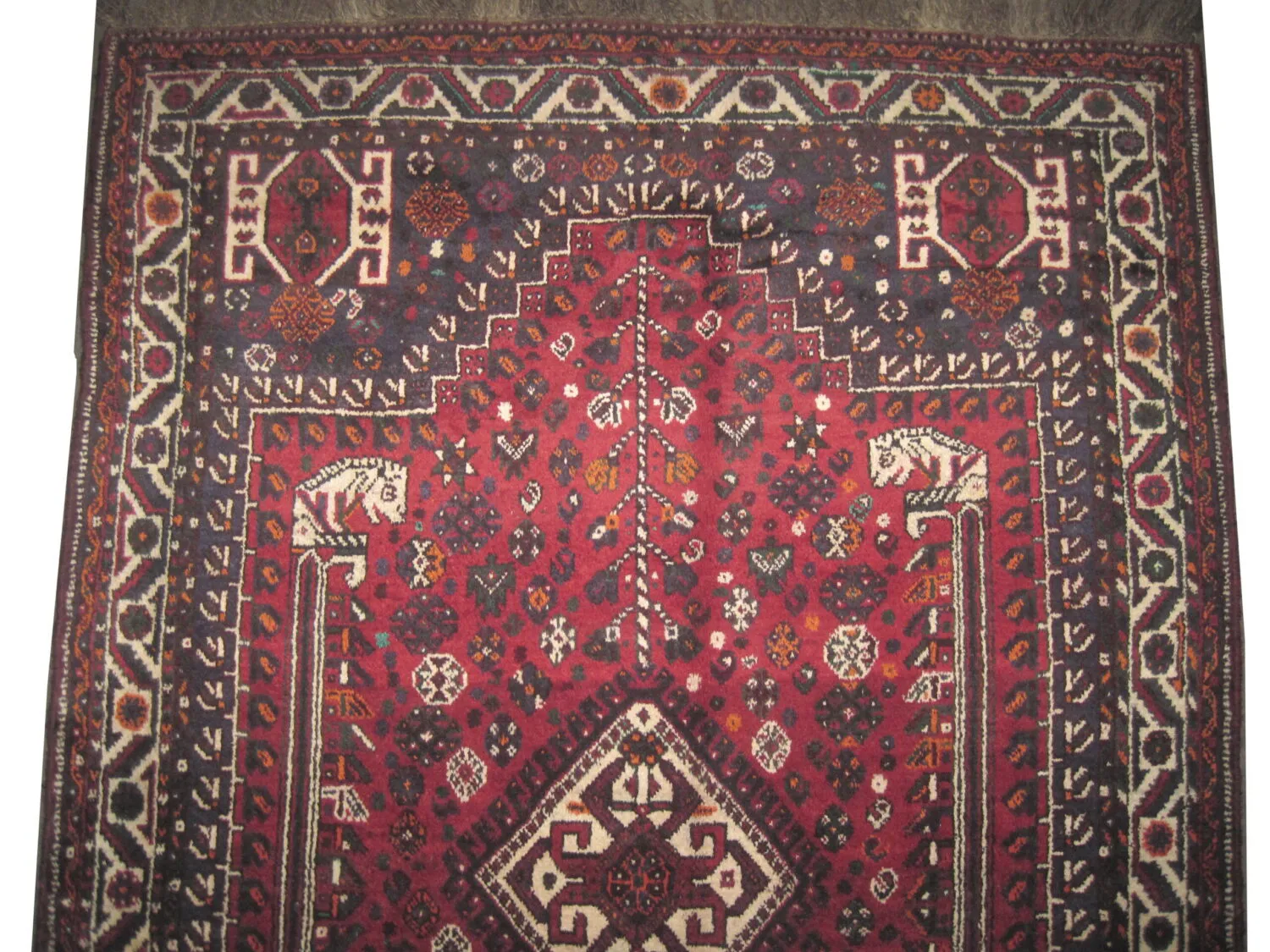 Shiraz Persian - Image 2