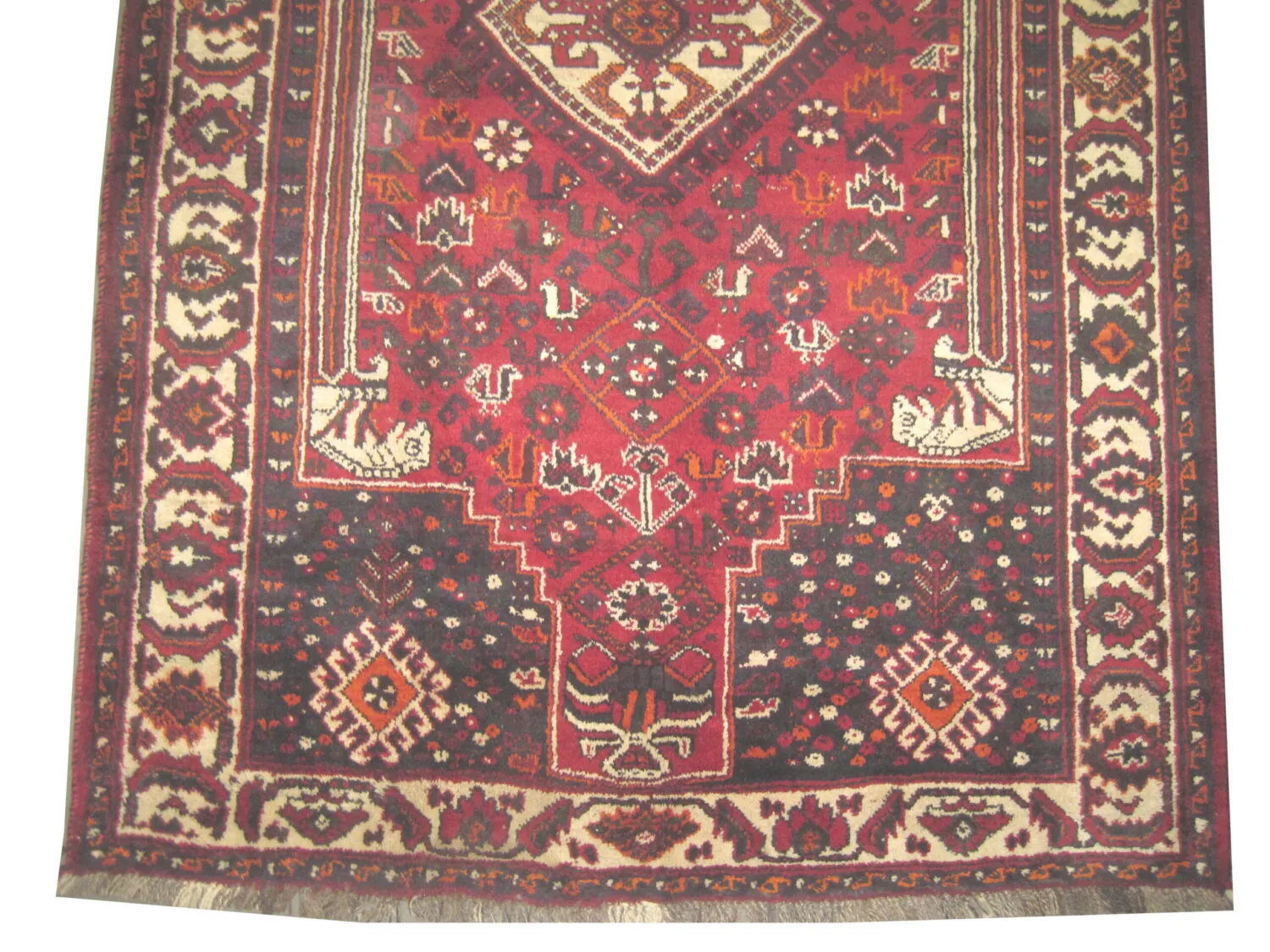 Shiraz Persian - Image 3