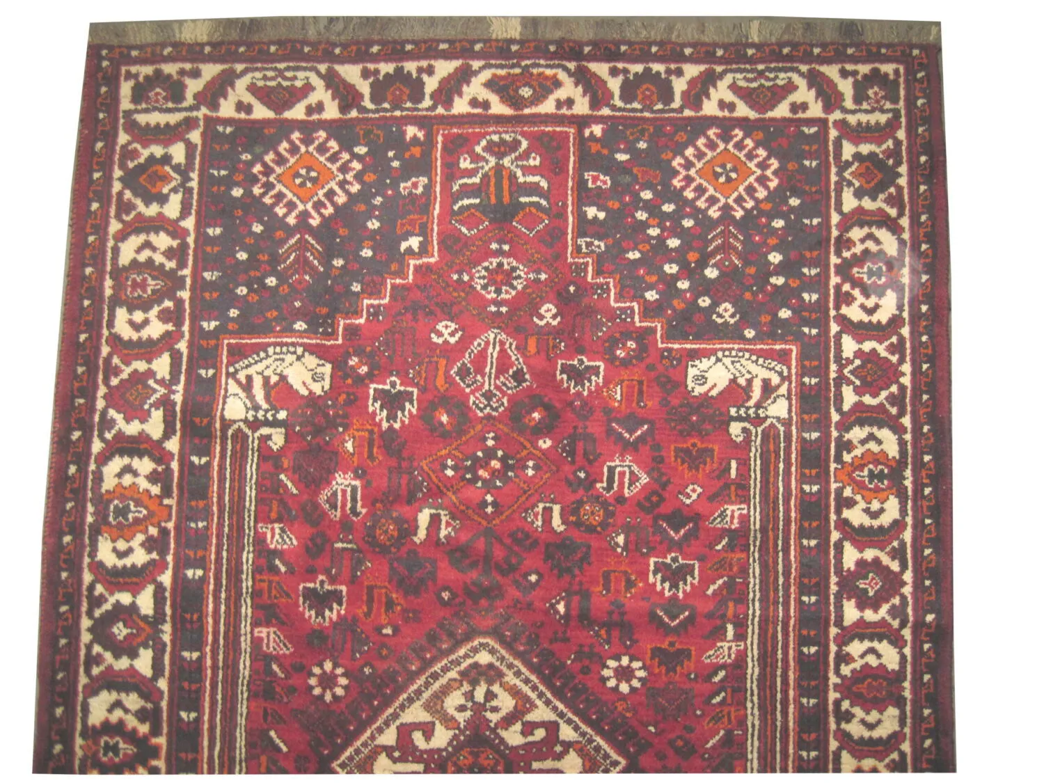 Shiraz Persian - Image 2