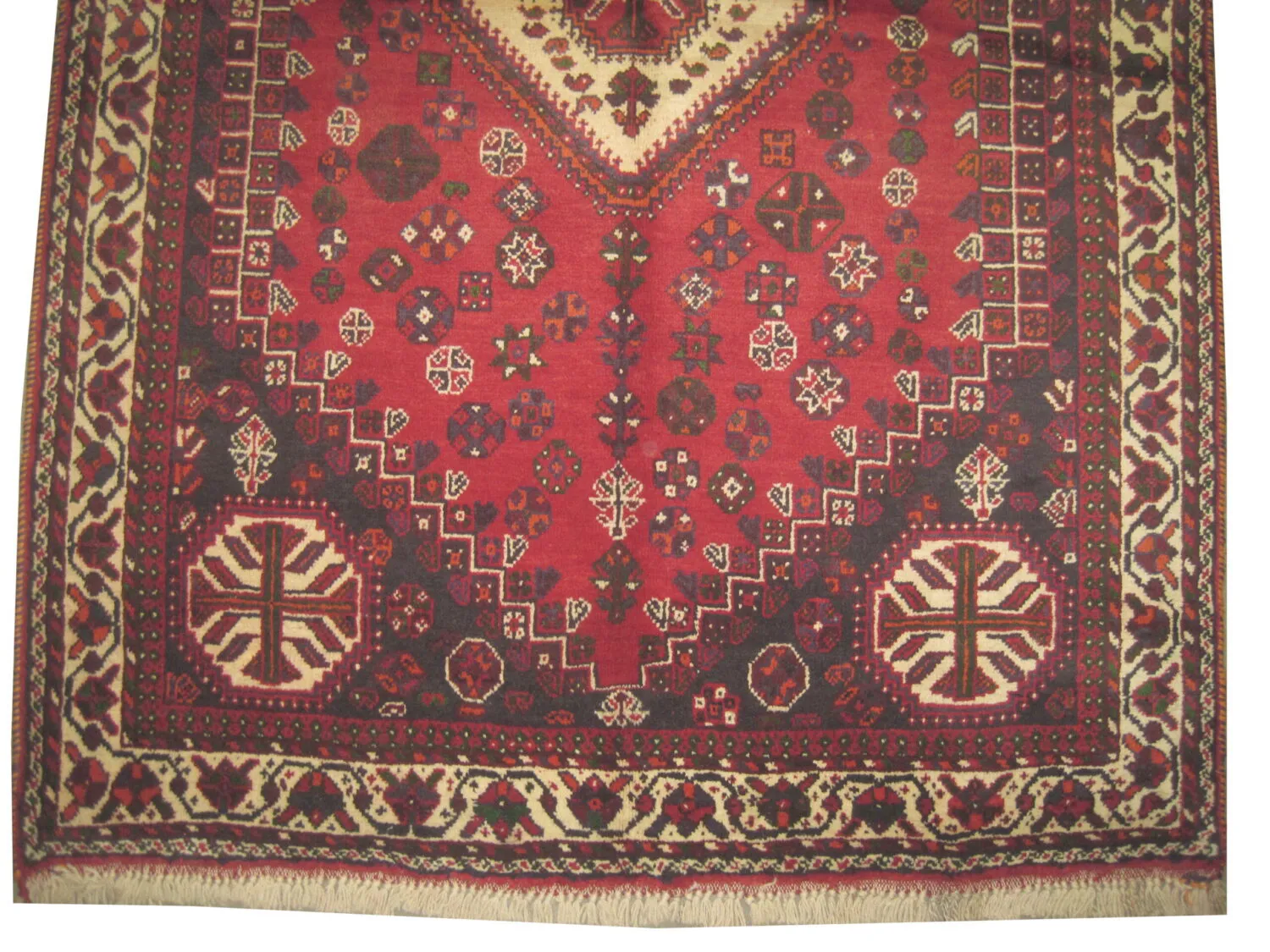 Shiraz Persian - Image 3
