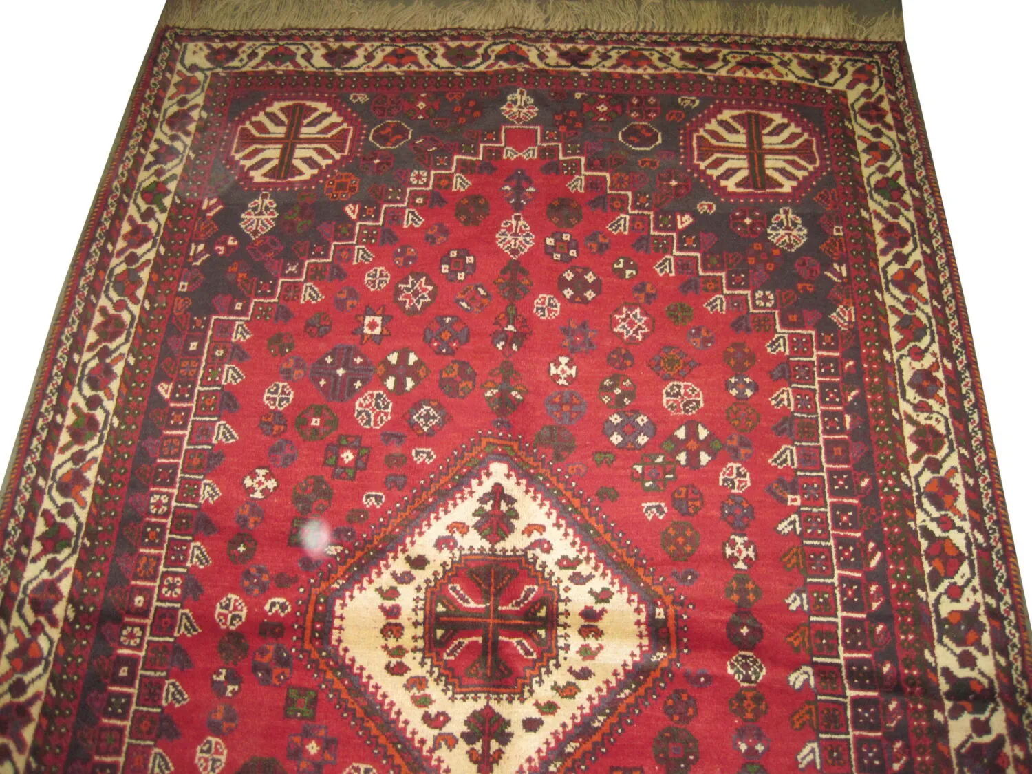 Shiraz Persian - Image 2