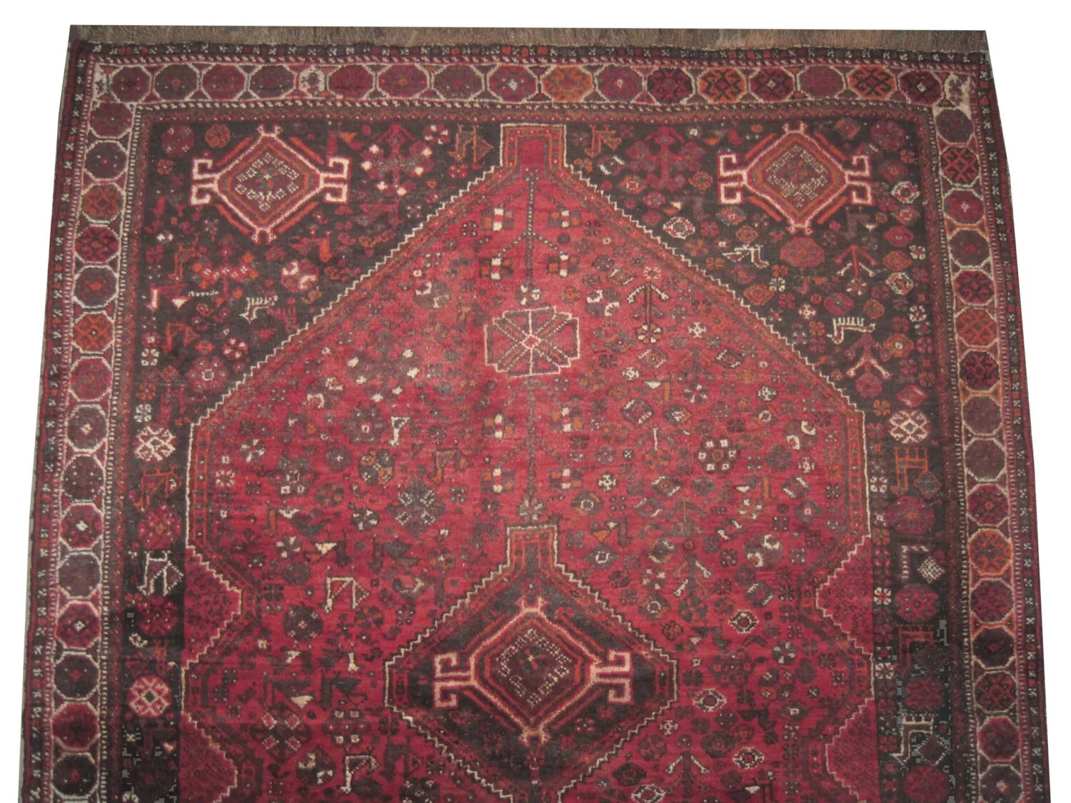 Shiraz Persian - Image 3
