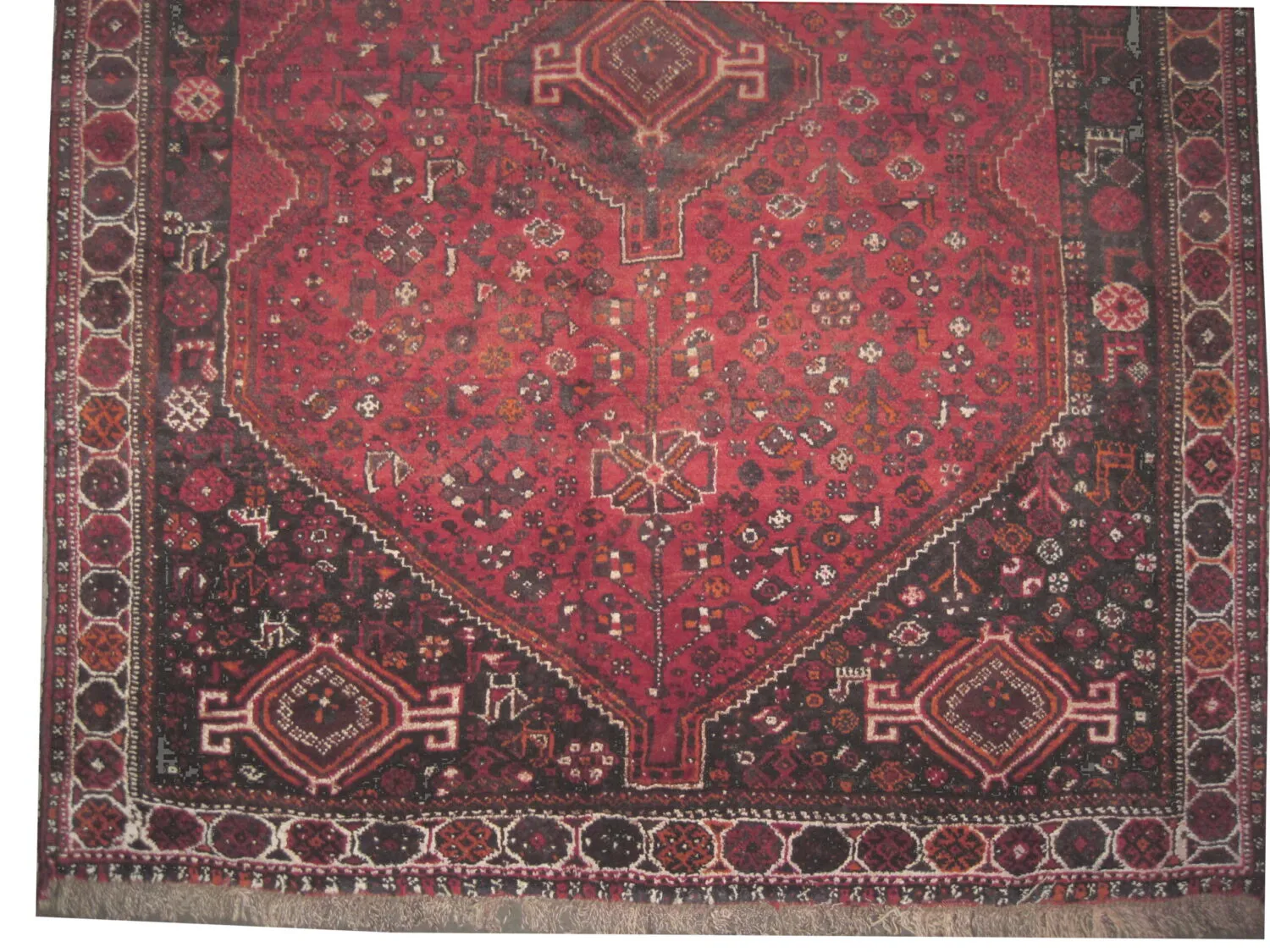 Shiraz Persian - Image 2