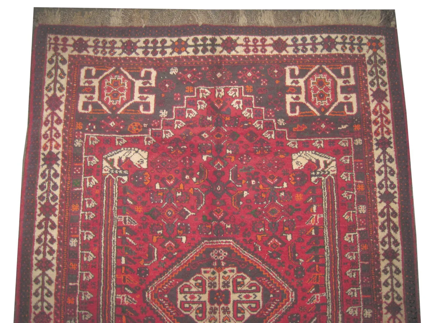 Shiraz Persian - Image 2