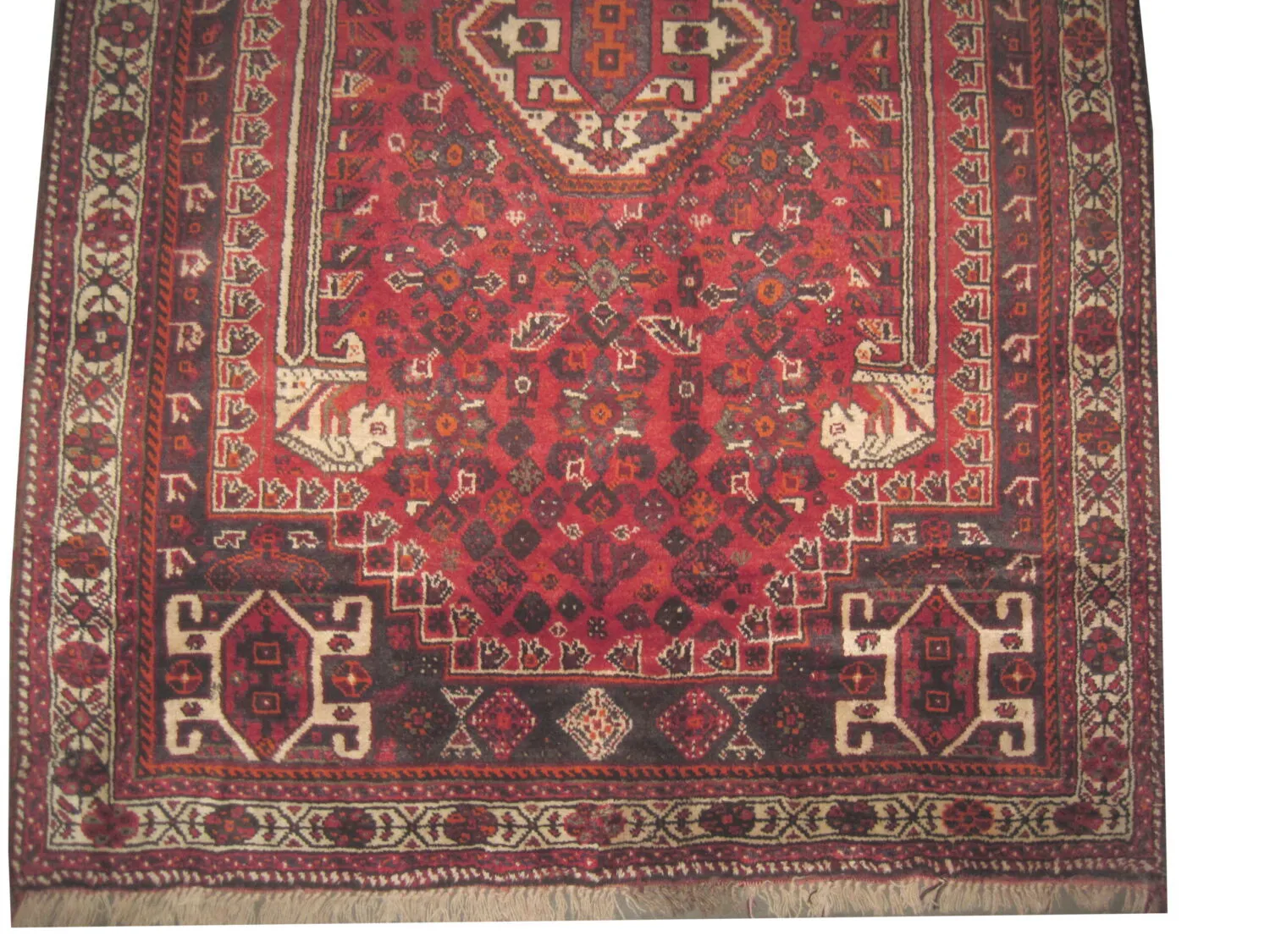 Shiraz Persian - Image 2