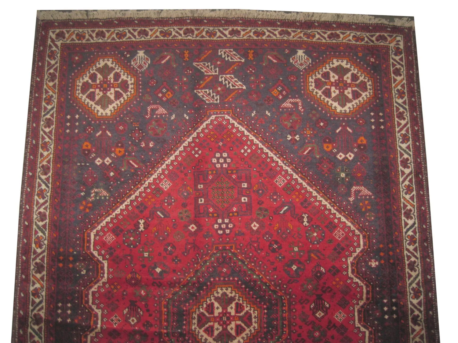 Shiraz Persian - Image 2