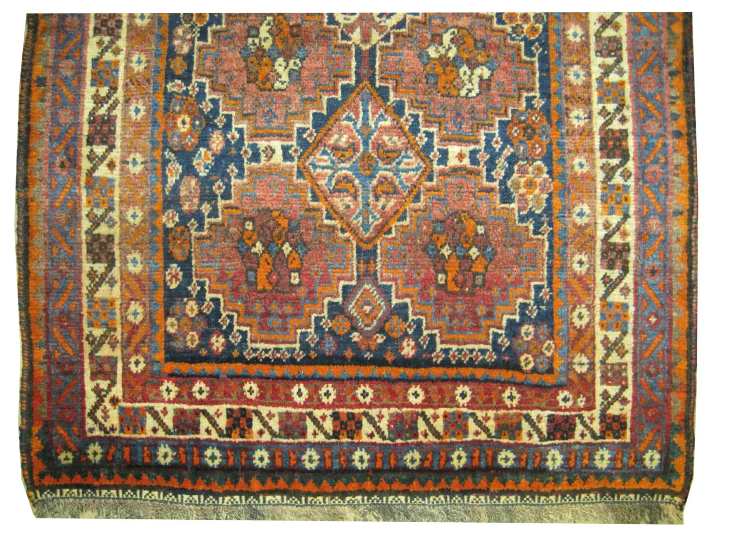 Shiraz Persian - Image 2