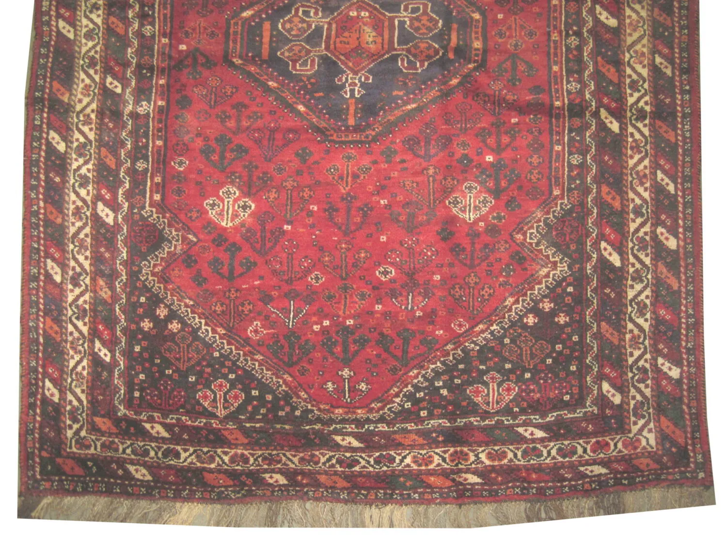 Shiraz Persian - Image 3