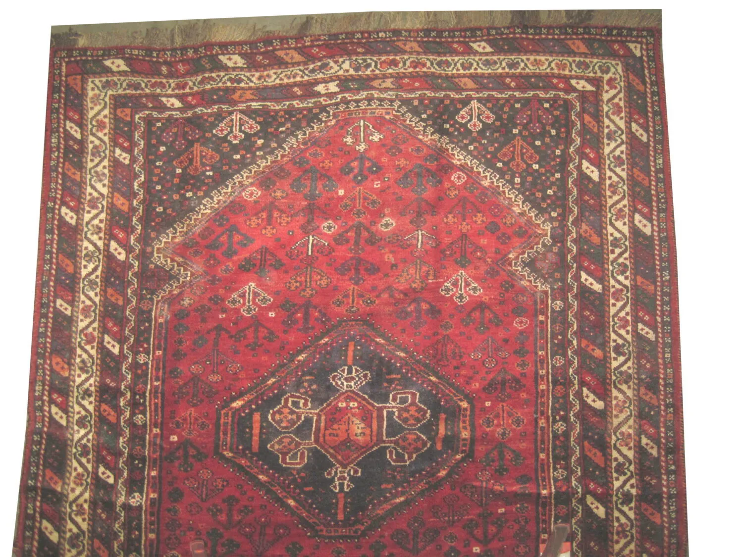 Shiraz Persian - Image 2