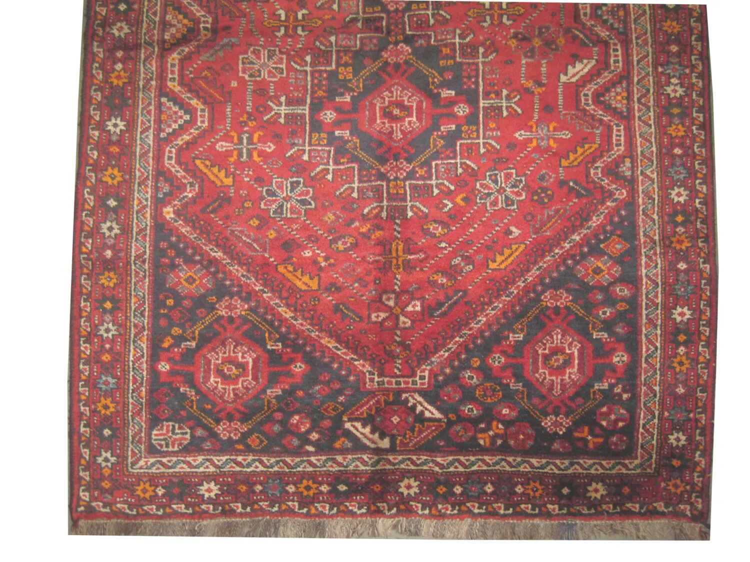 Shiraz Persian - Image 3