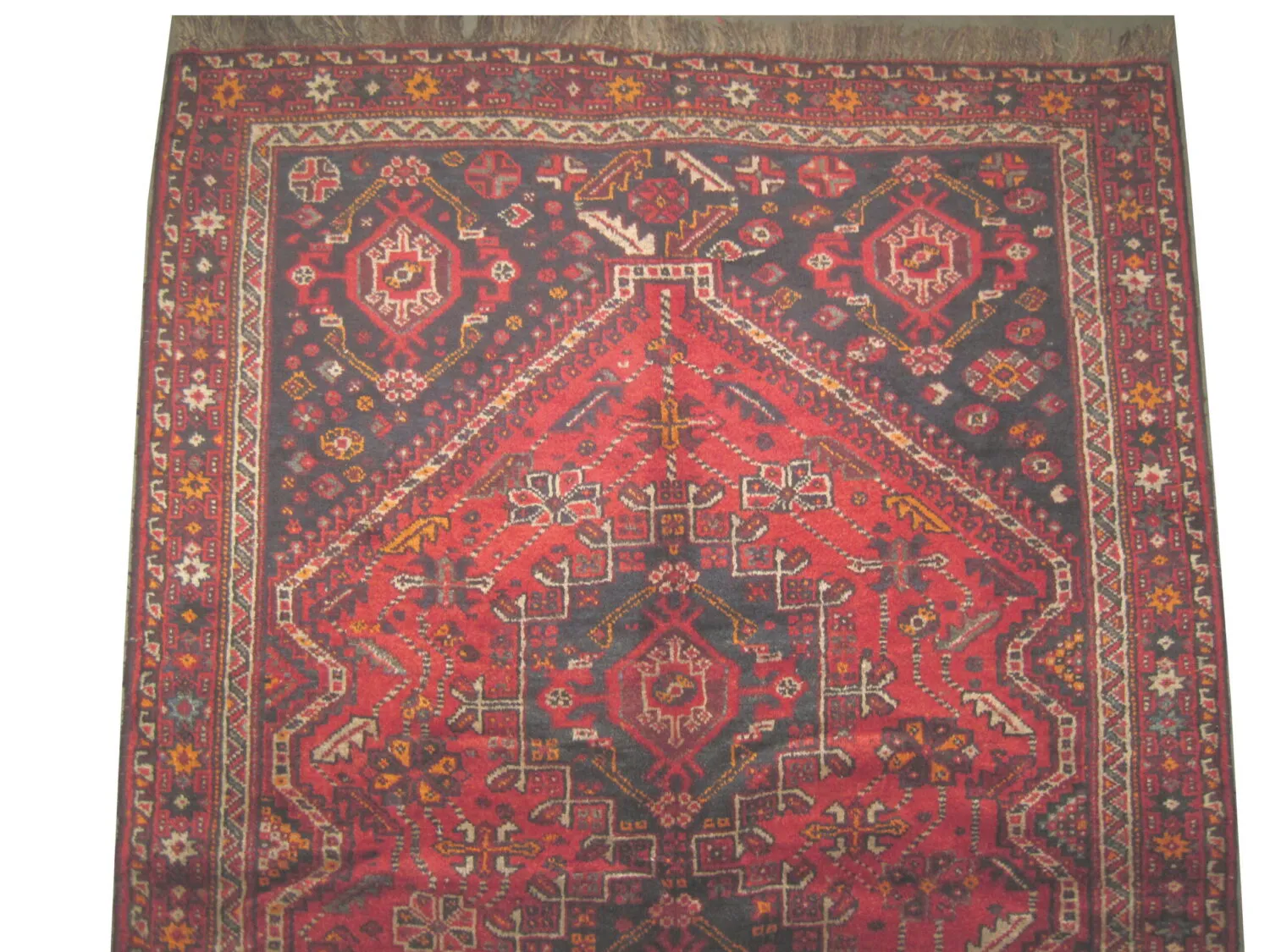 Shiraz Persian - Image 2