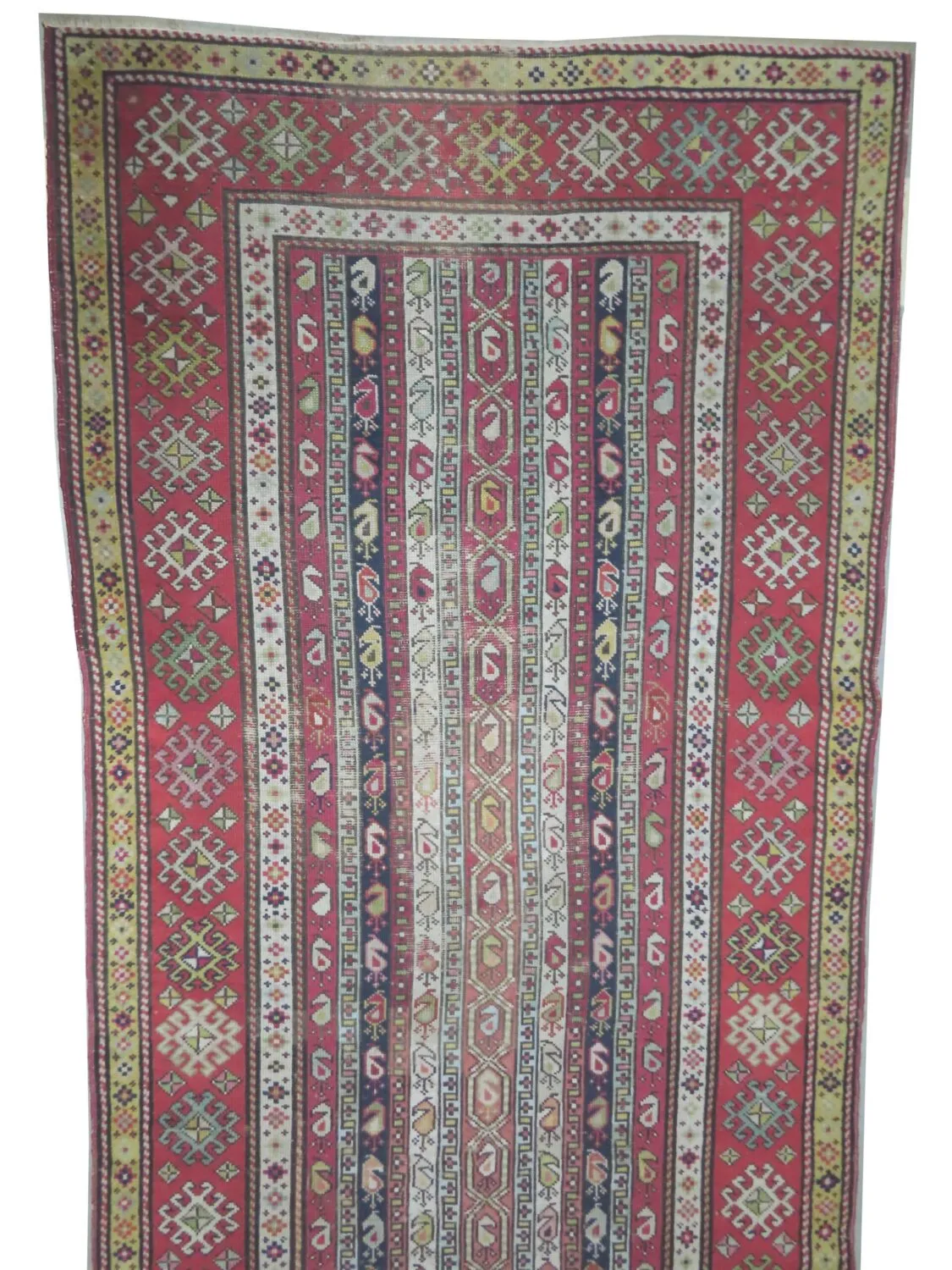 Saliani Caucasian - Image 4