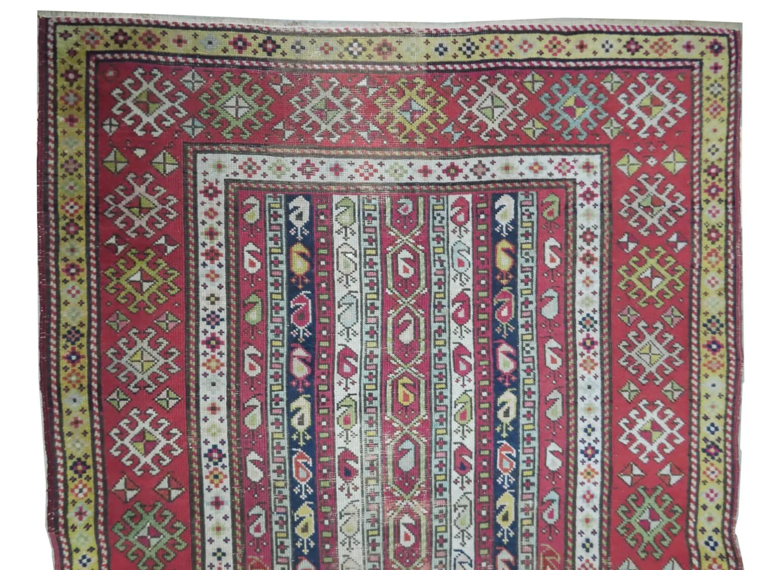 Saliani Caucasian - Image 3