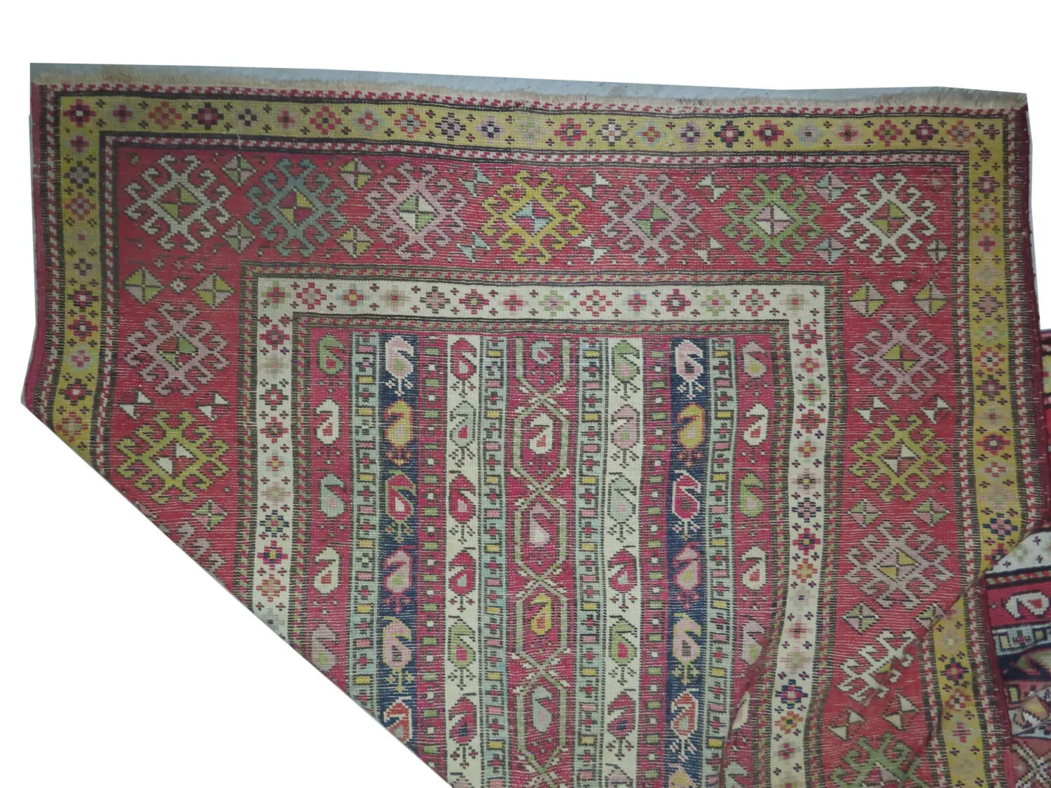 Saliani Caucasian - Image 2