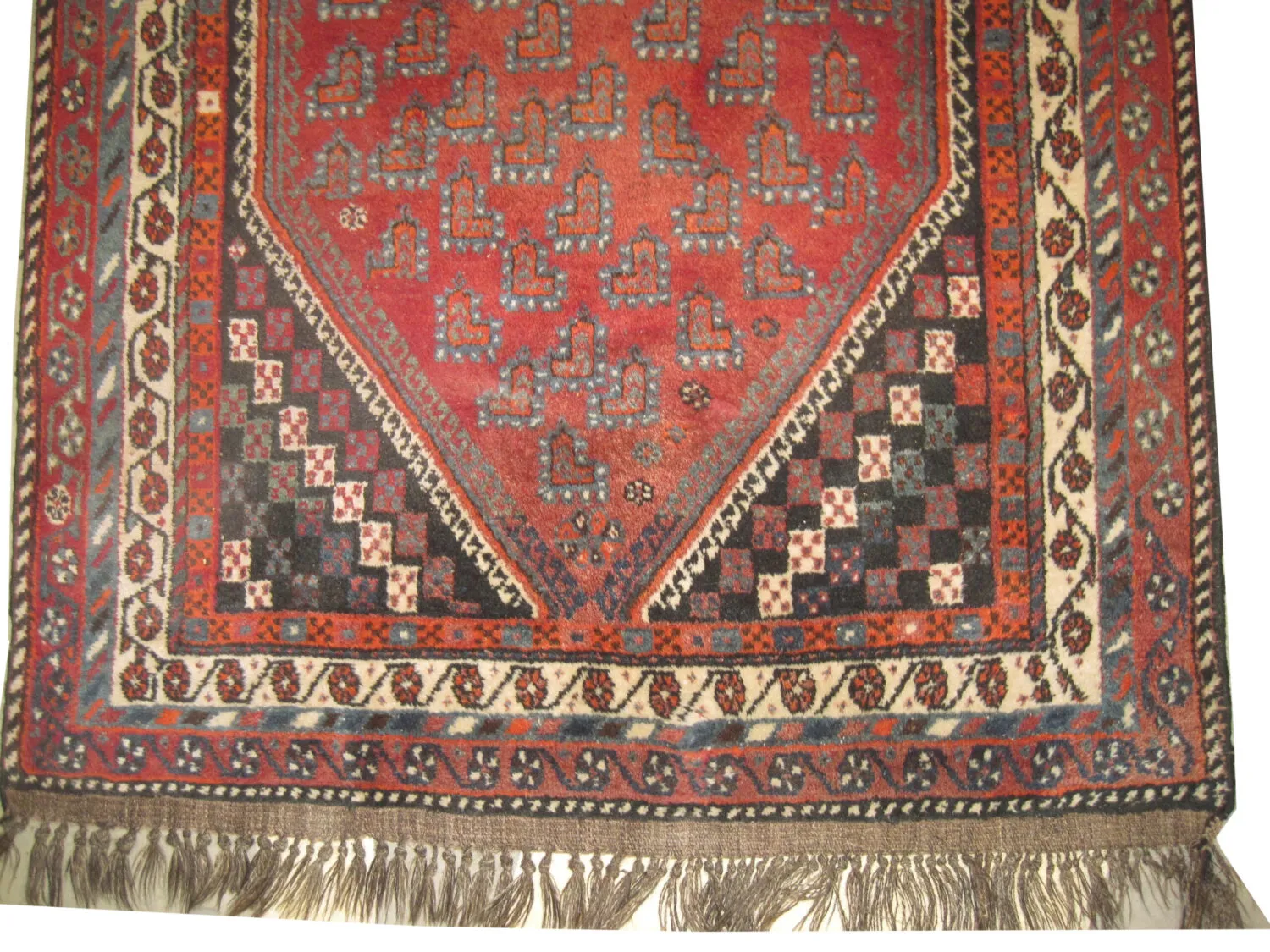 Shiraz Persian - Image 3