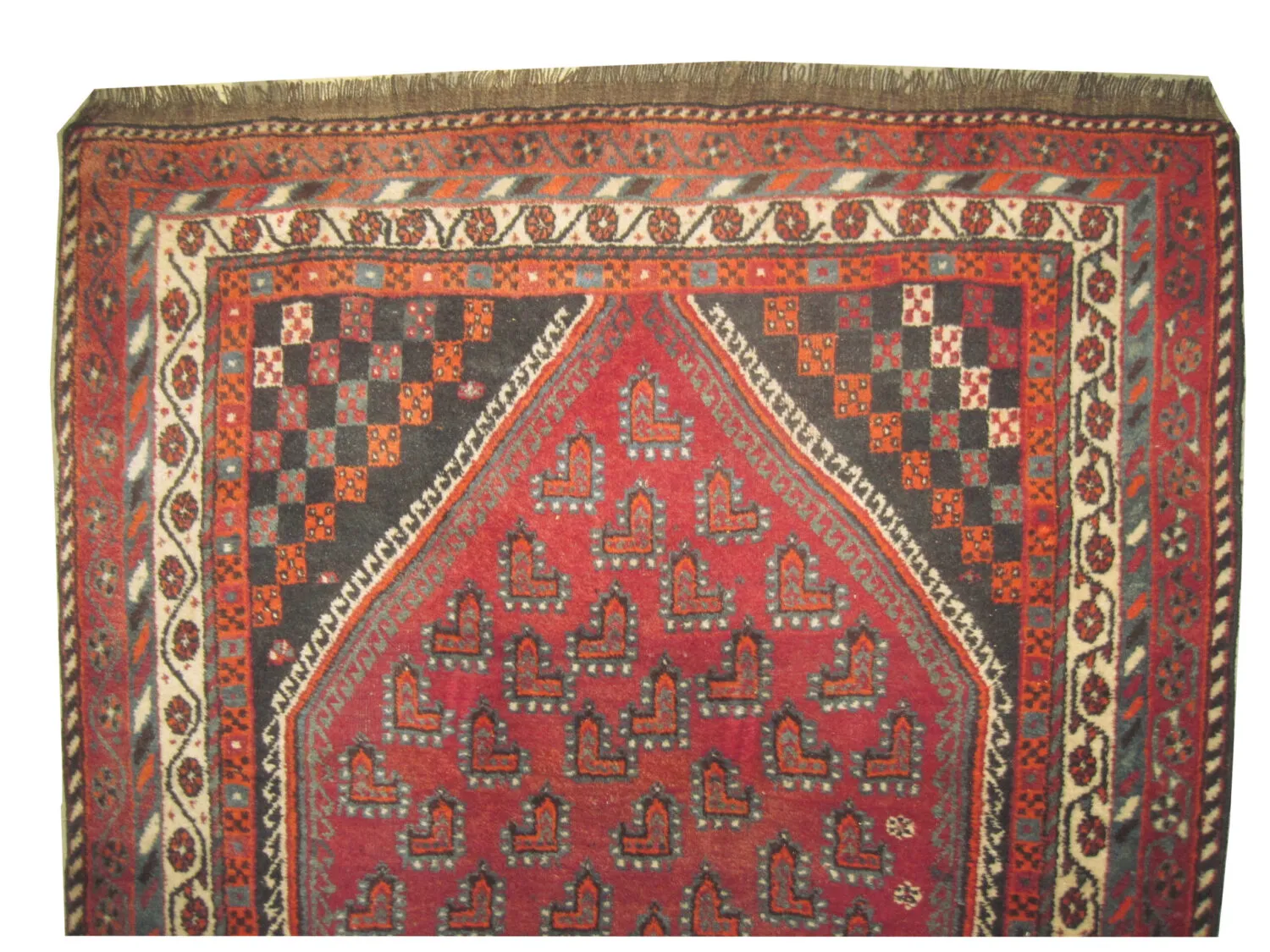 Shiraz Persian - Image 2