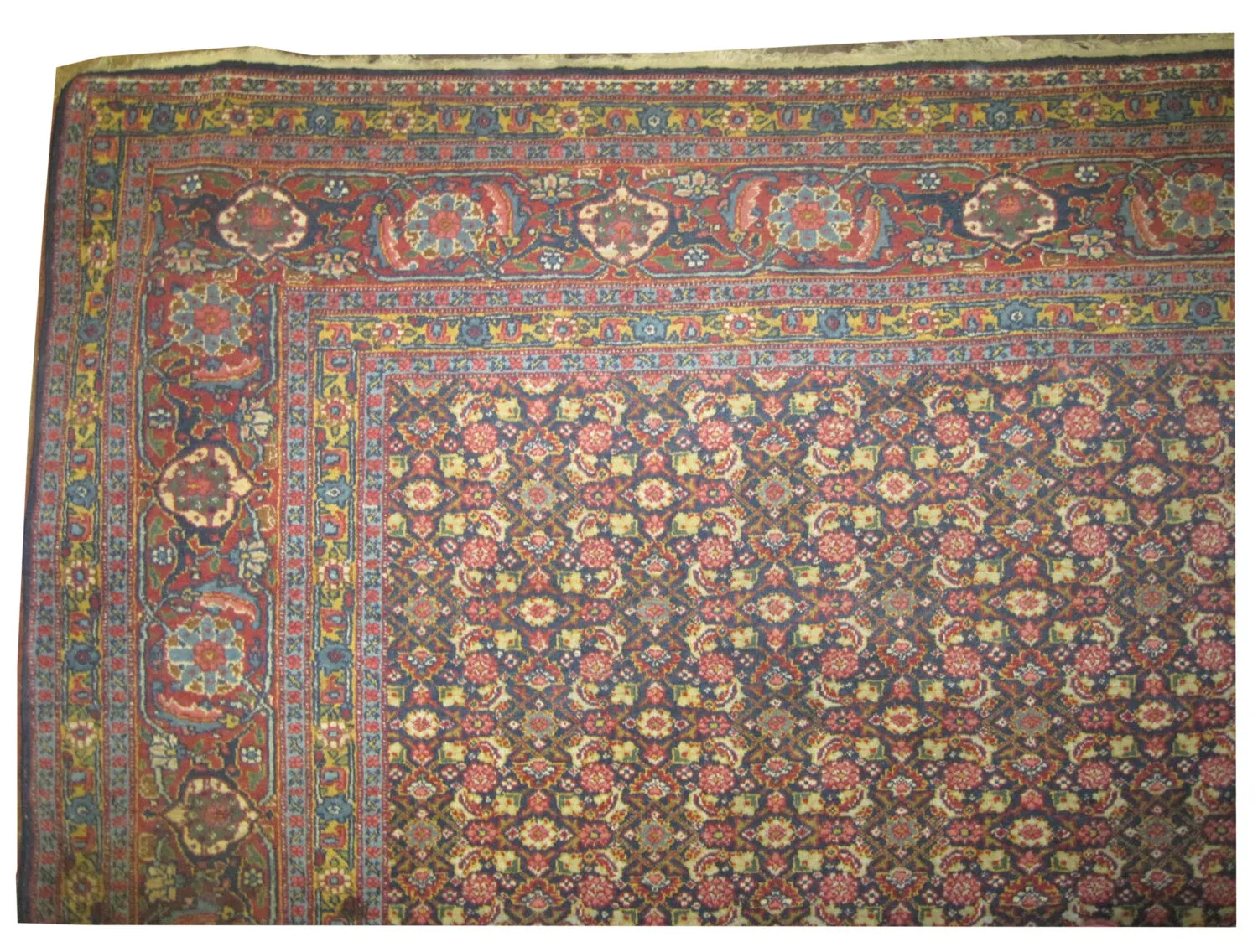 Senneh Persian - Image 3