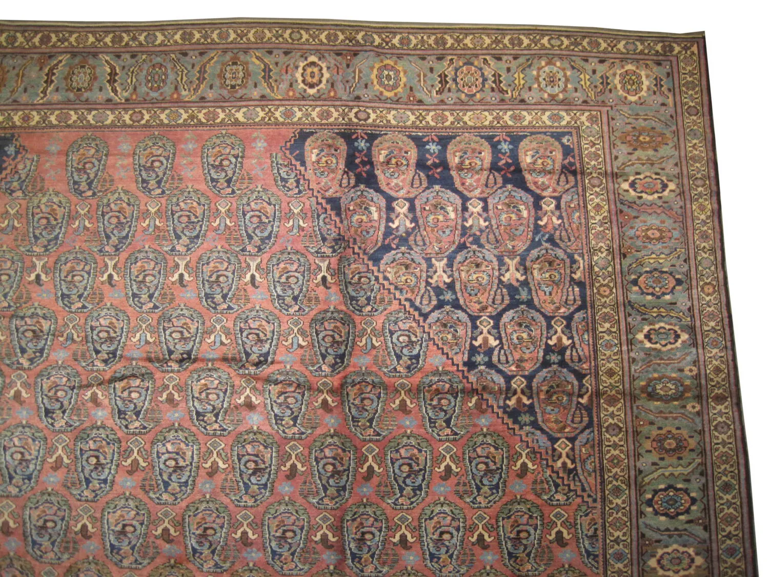 Malaier Persian - Image 2