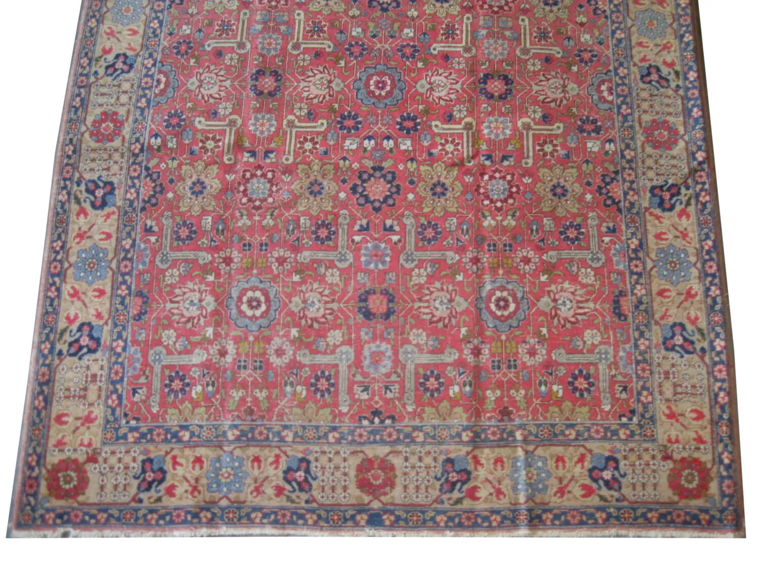 Tabriz Persian - Image 4