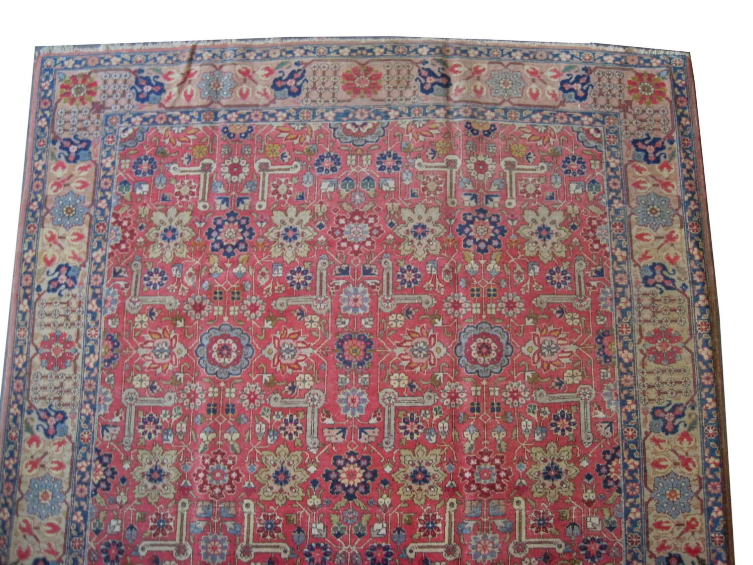 Tabriz Persian - Image 3