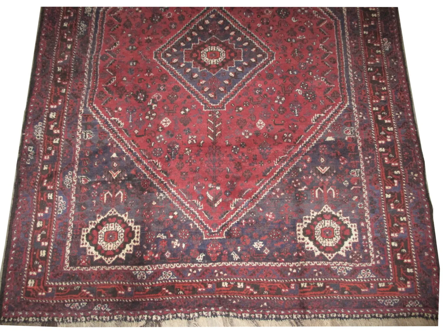 Shiraz Persian - Image 3