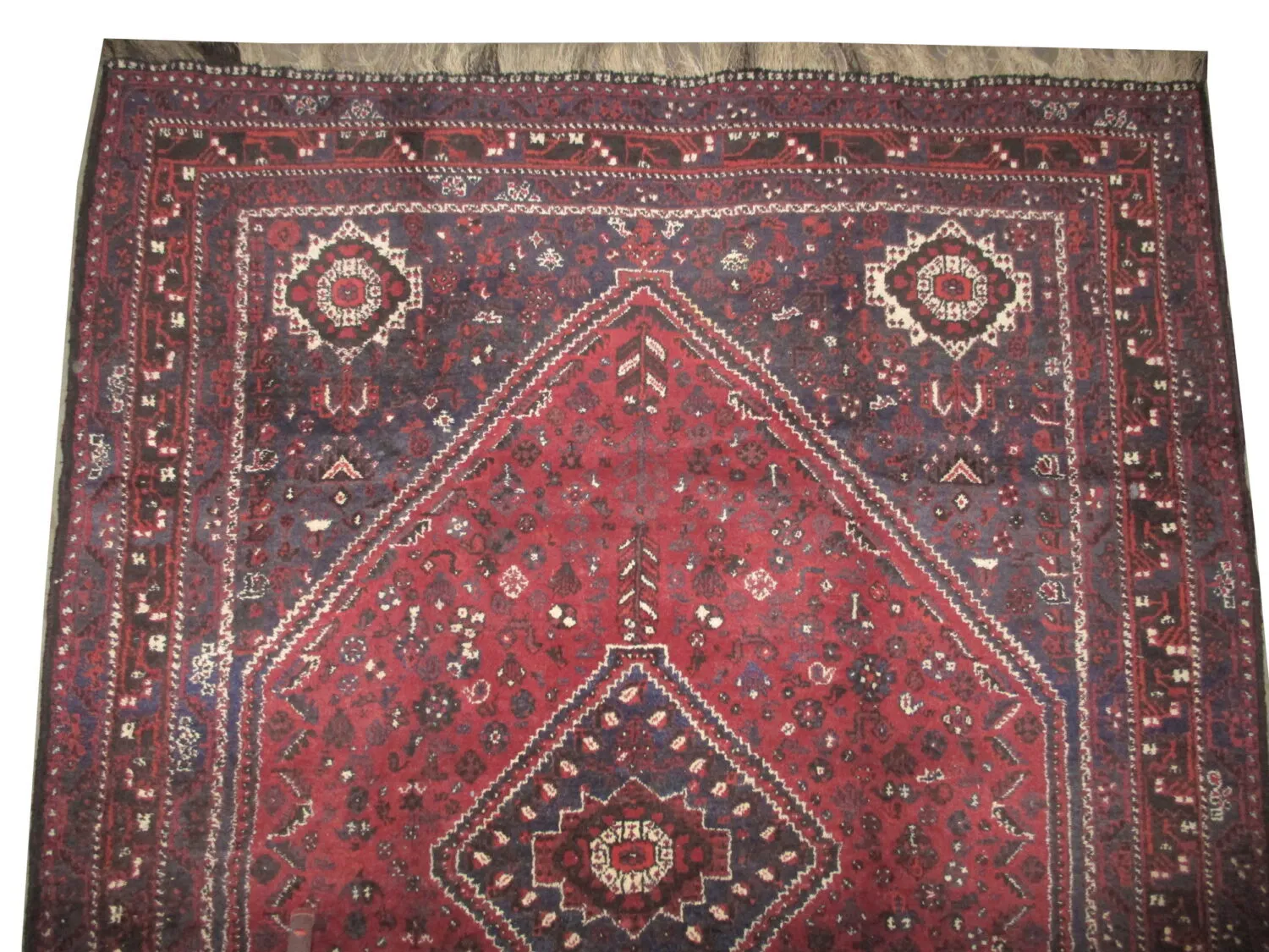 Shiraz Persian - Image 2